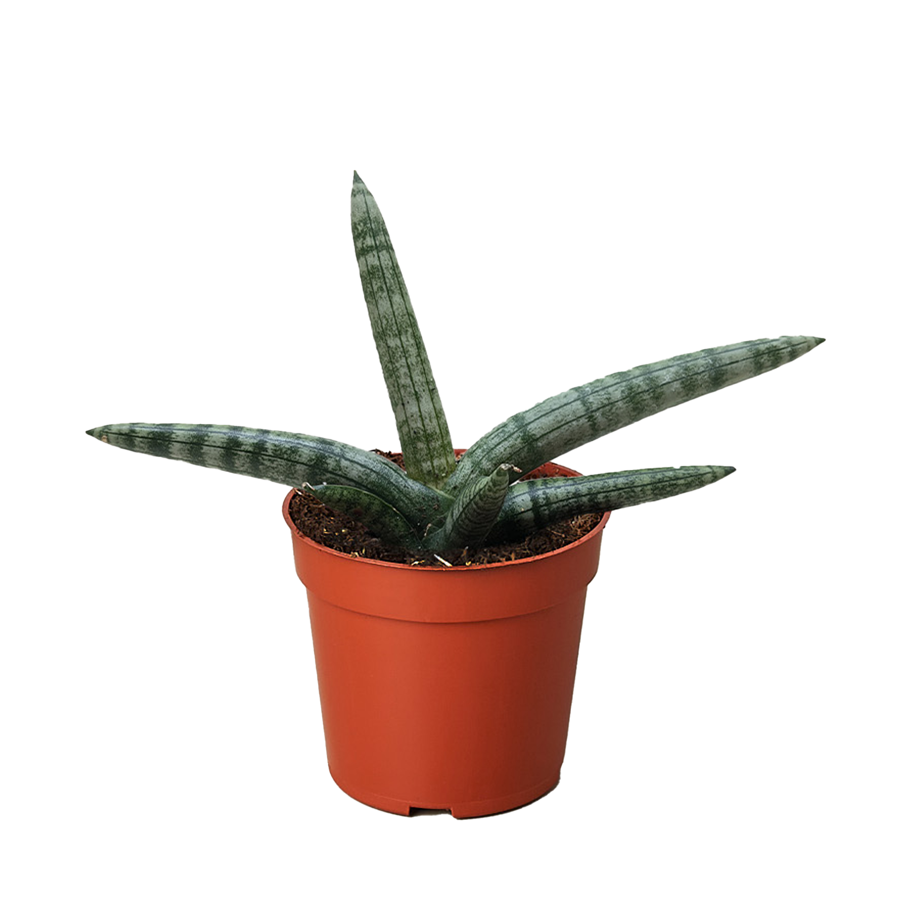 Succulent Stapelia African Starfish