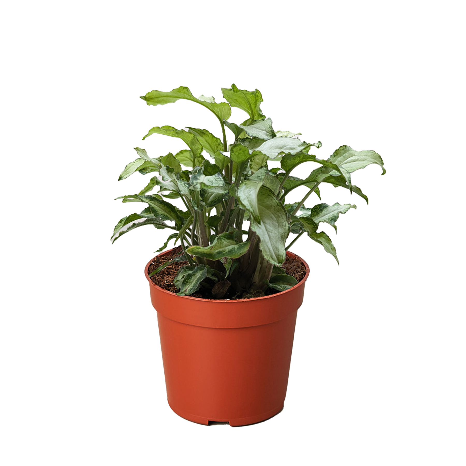 Syngonium 'Three Kings' - House Plant Shop