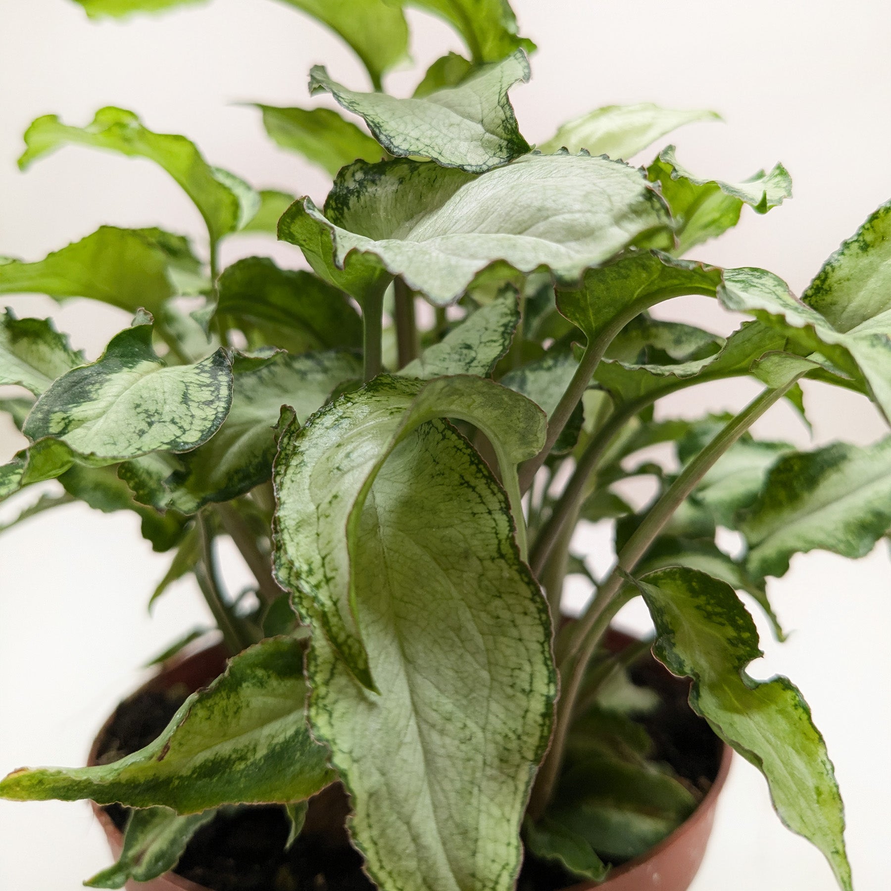 Syngonium 'Three Kings' - House Plant Shop