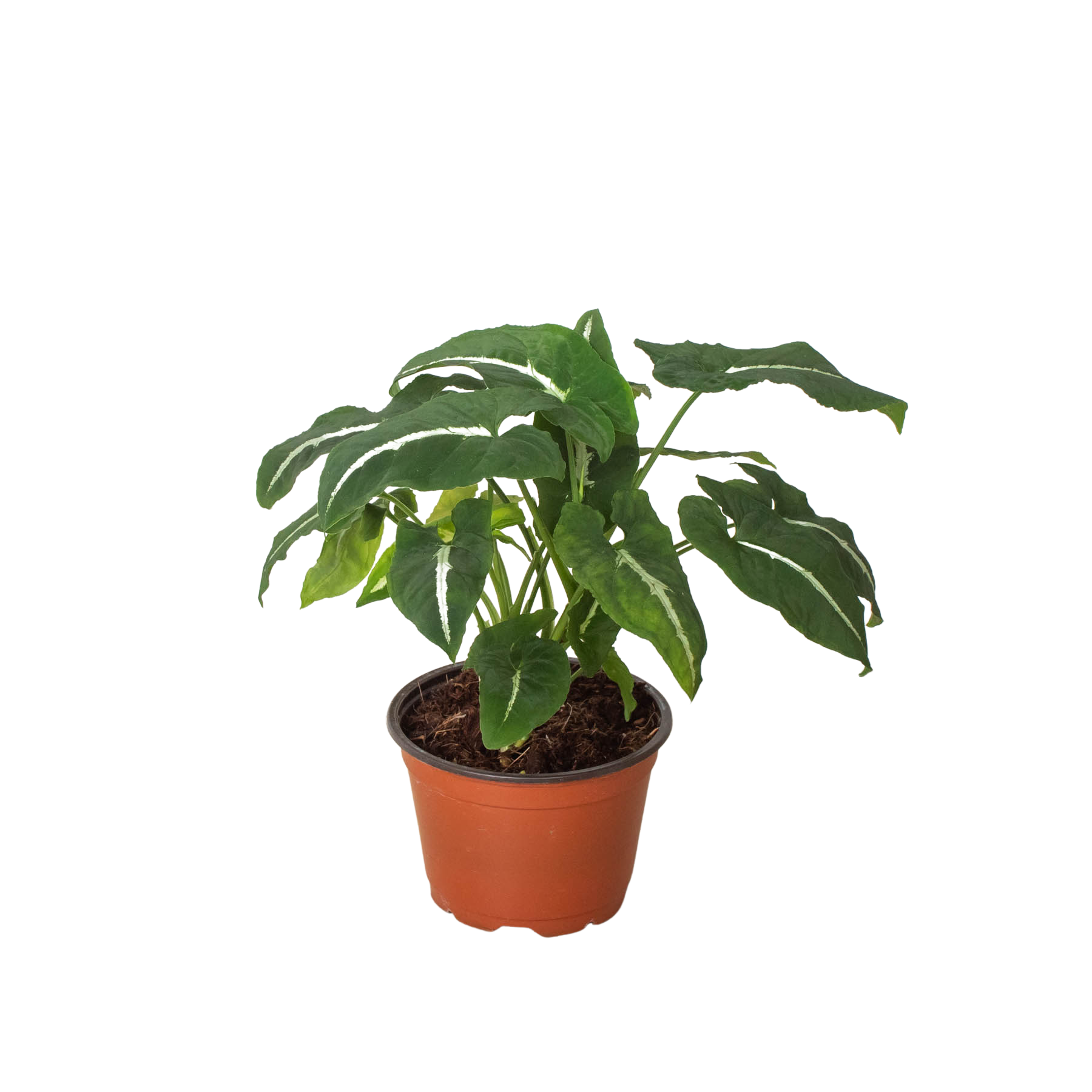 Syngonium wendlandii 'Black Velvet' - House Plant Shop