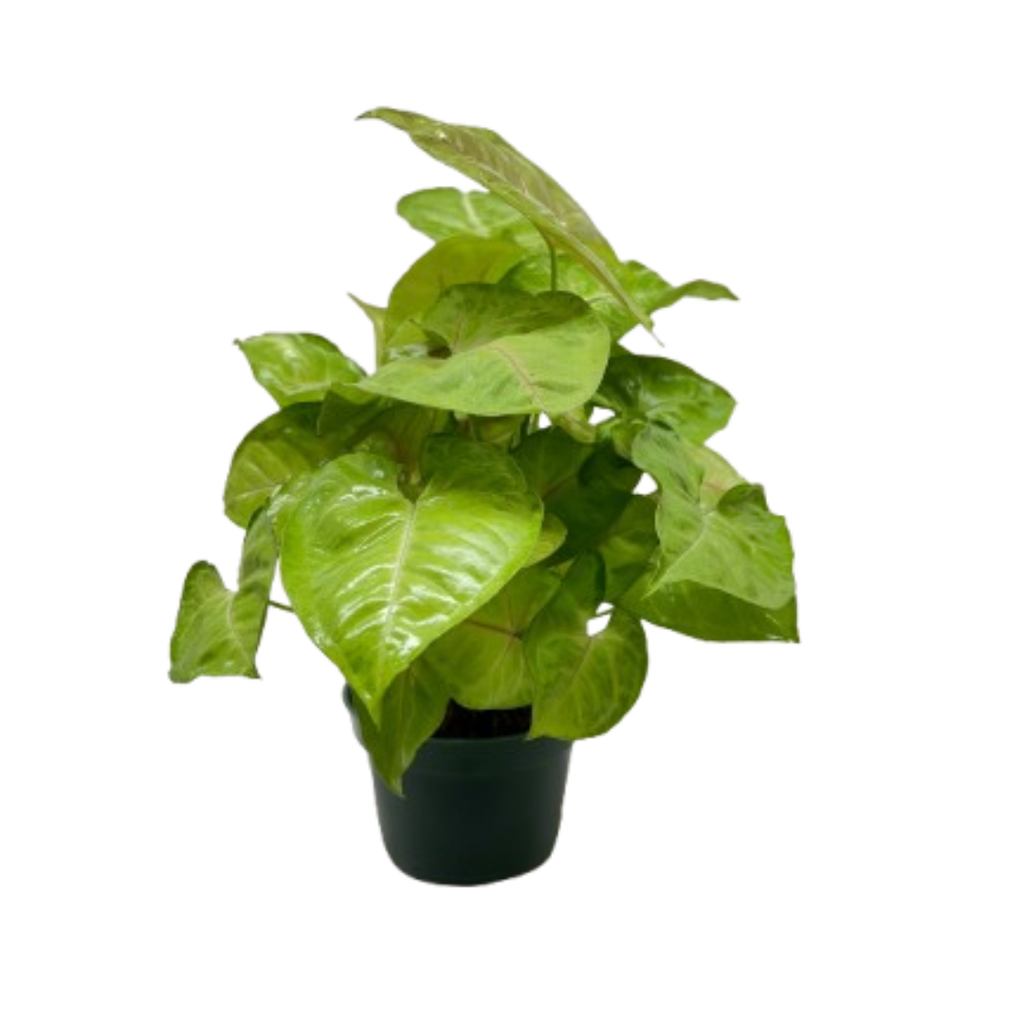 Syngonium Cream Allusion - House Plant Shop