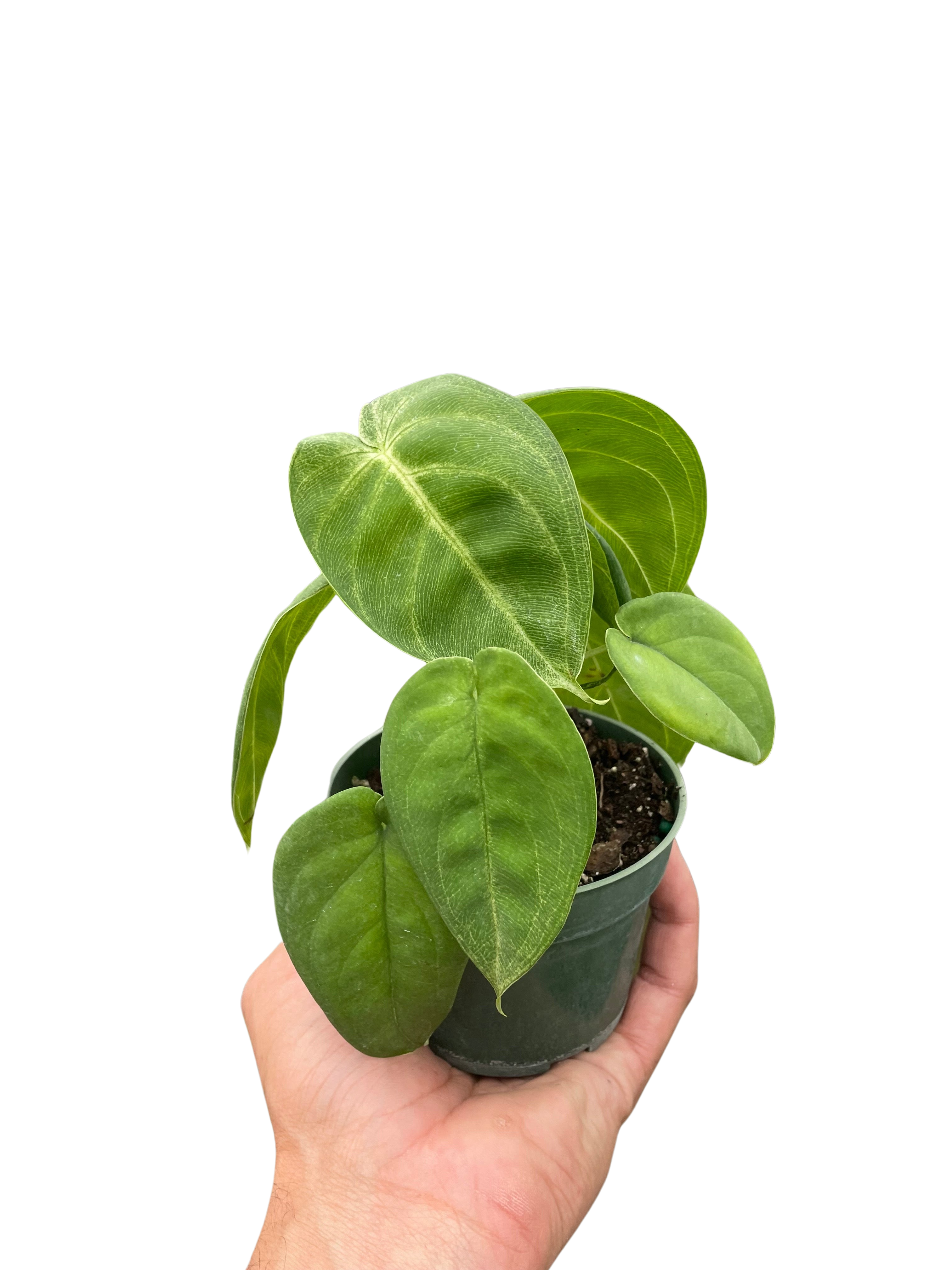 Syngonium 'Ice Frost' - House Plant Shop
