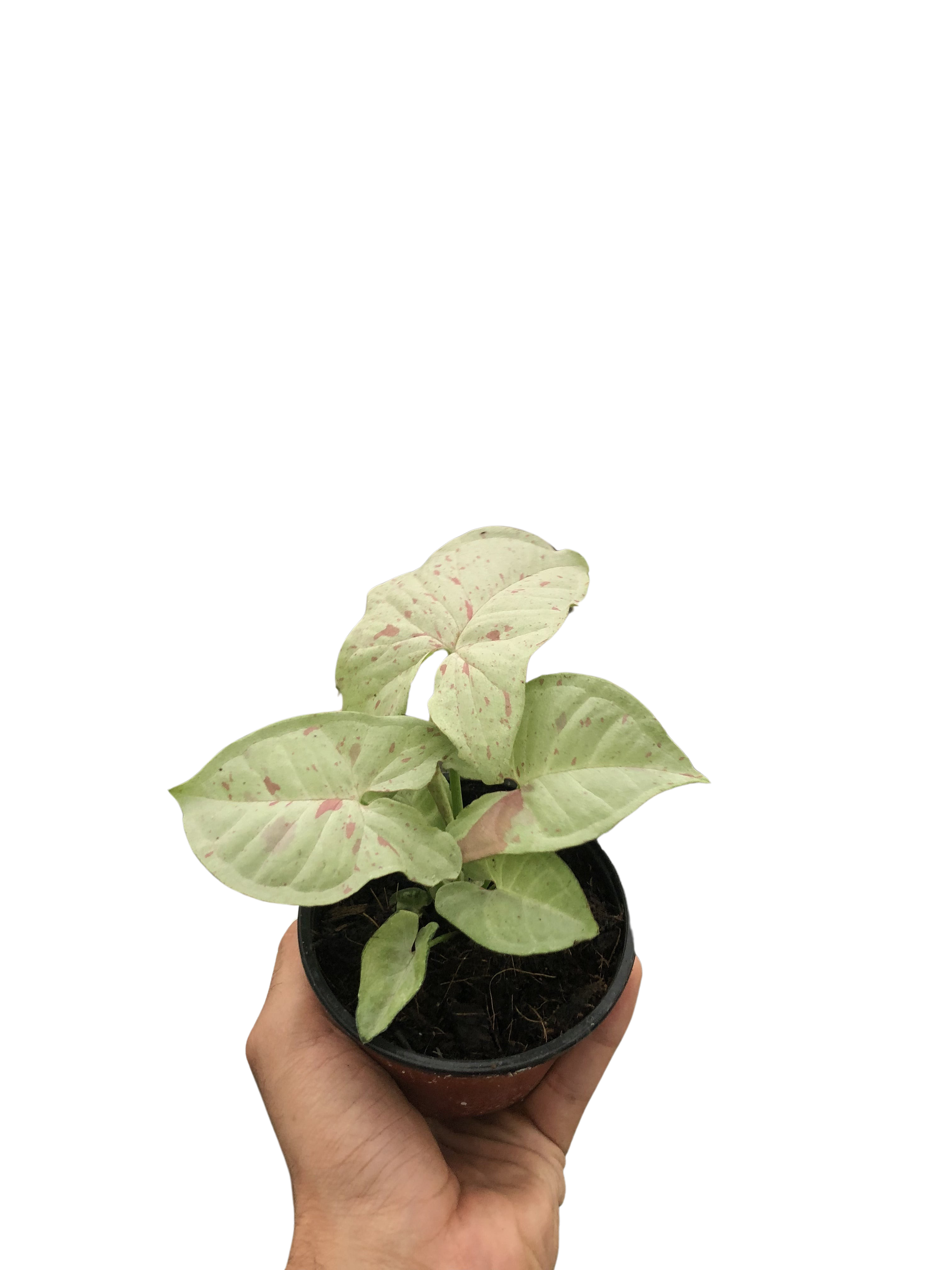Syngonium 'Milk Confetti' - House Plant Shop