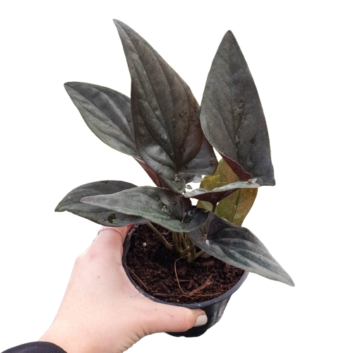 Syngonium 'Red Arrow'