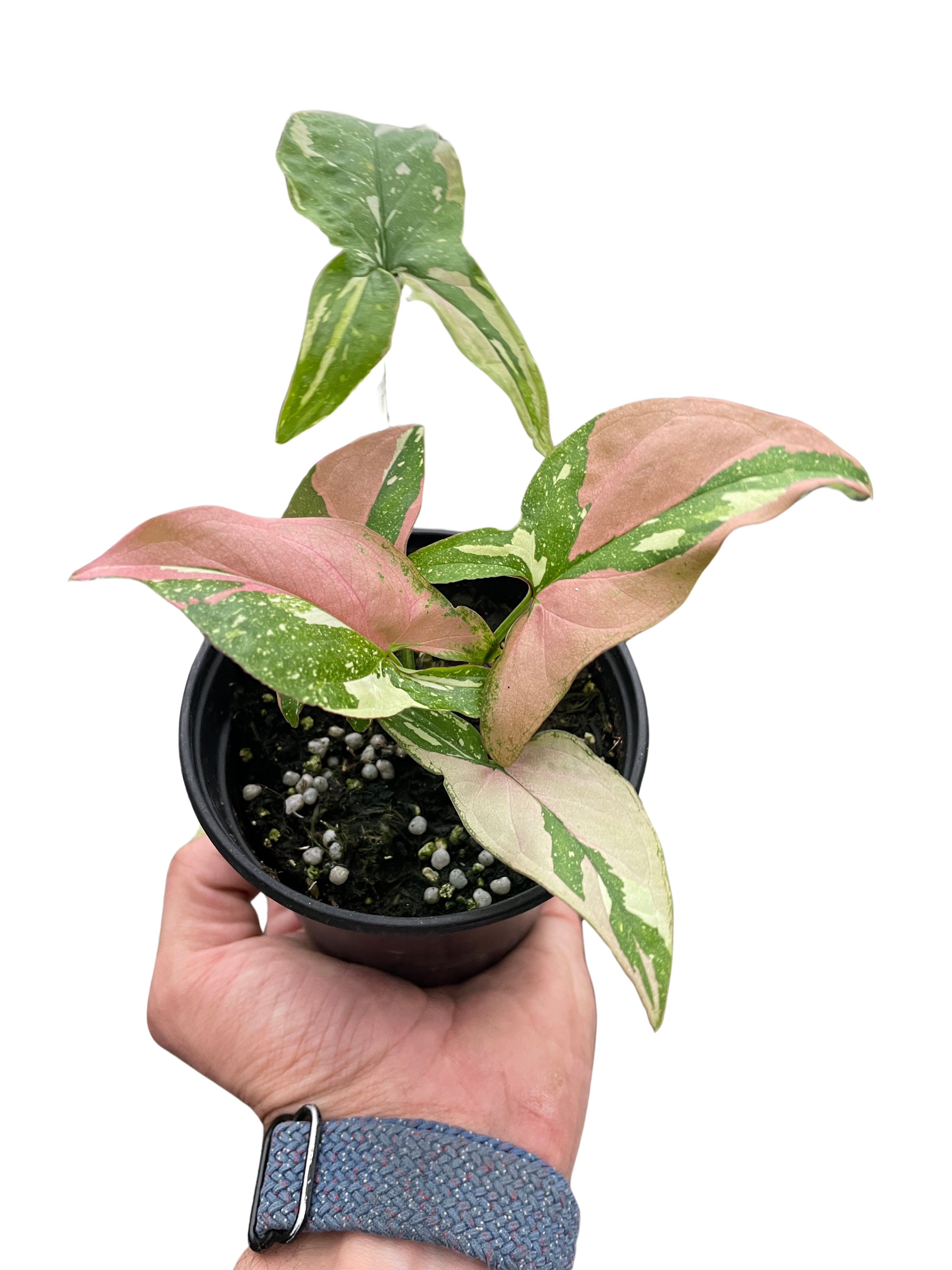 Syngonium 'Tricolor'