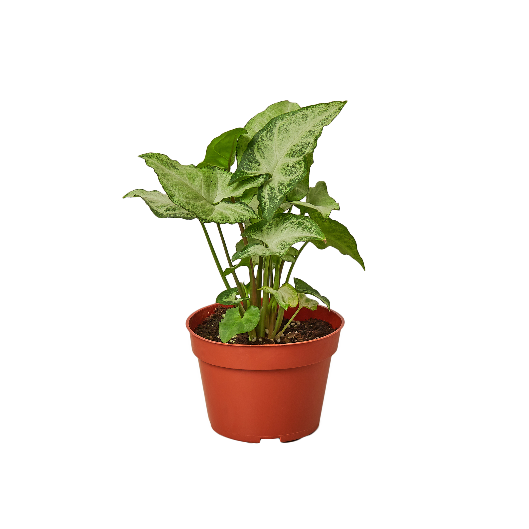 Syngonium White Butterfly