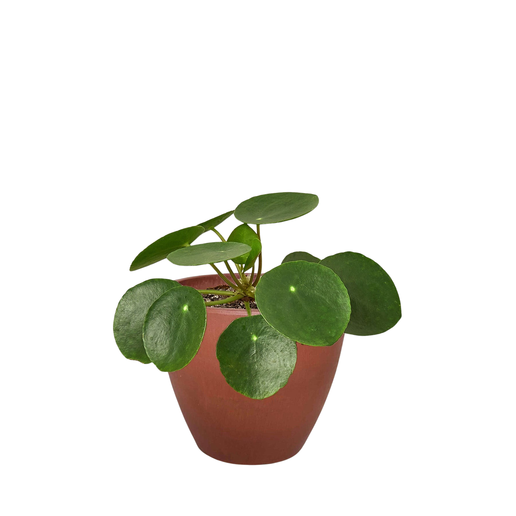 Pilea Peperomioides 'Chinese Money'