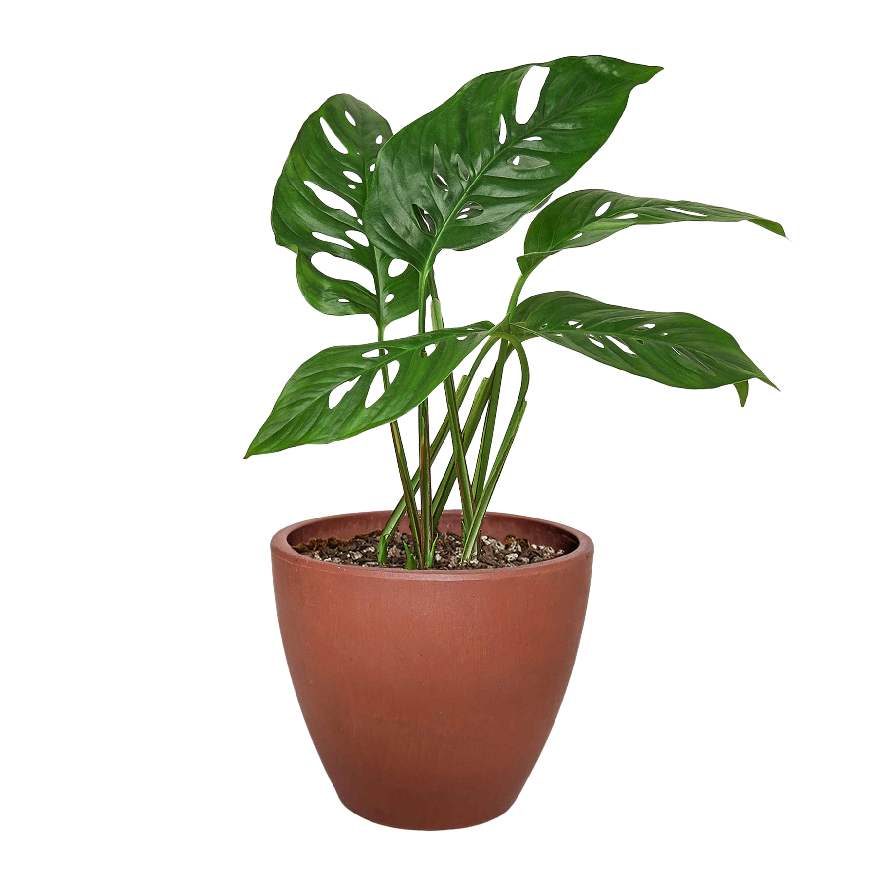 Monstera Adansonii 'Swiss Cheese'