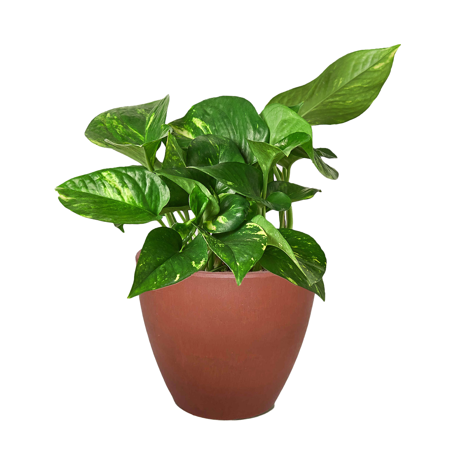 Pothos 'Golden'