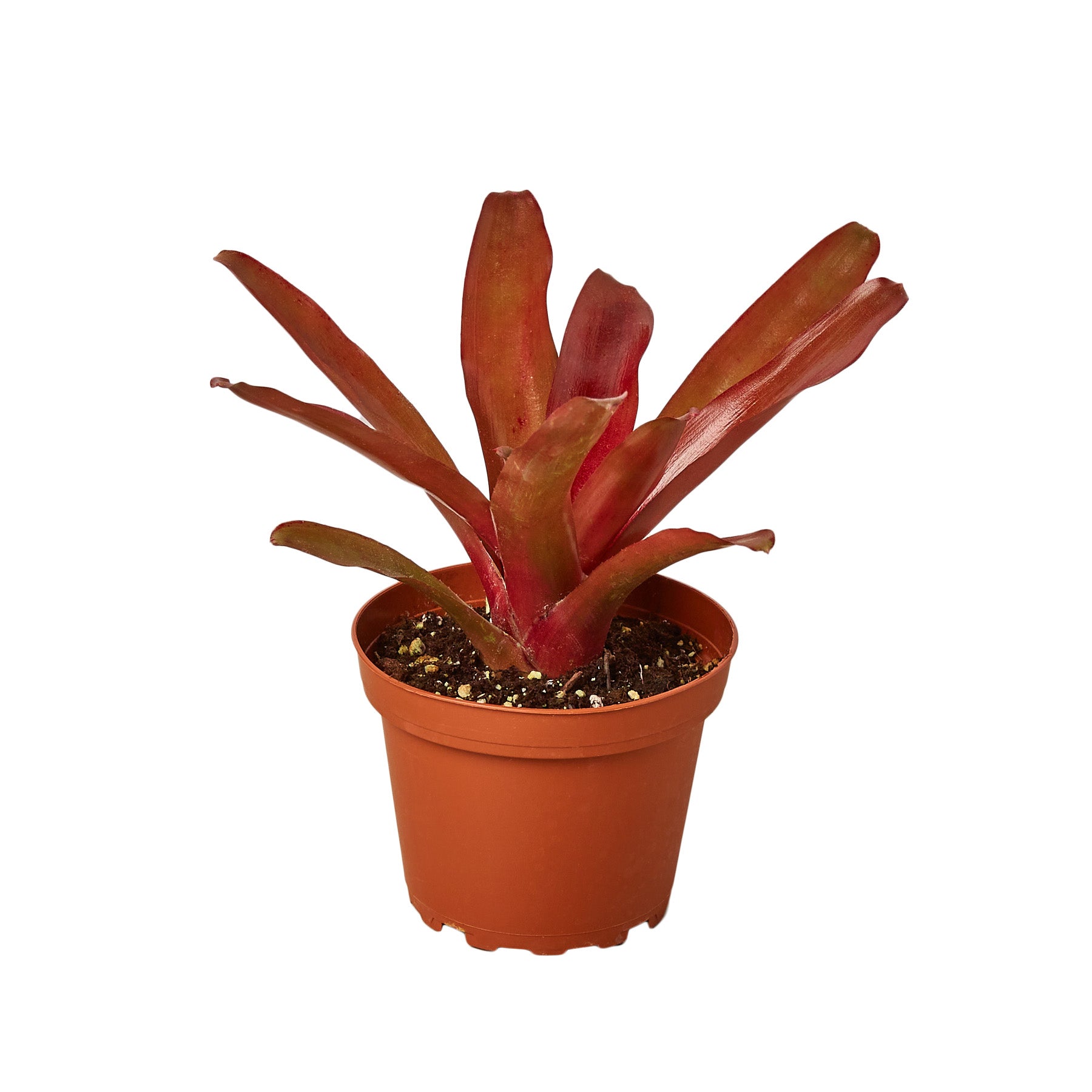 House Plant Shop Bromeliad Fireball