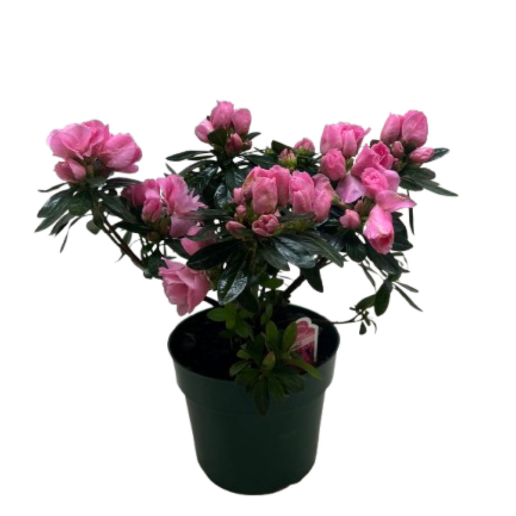 Azalea (Rhododendron)
