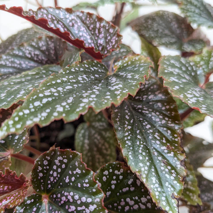 Begonia 'Corallina' - House Plant Shop