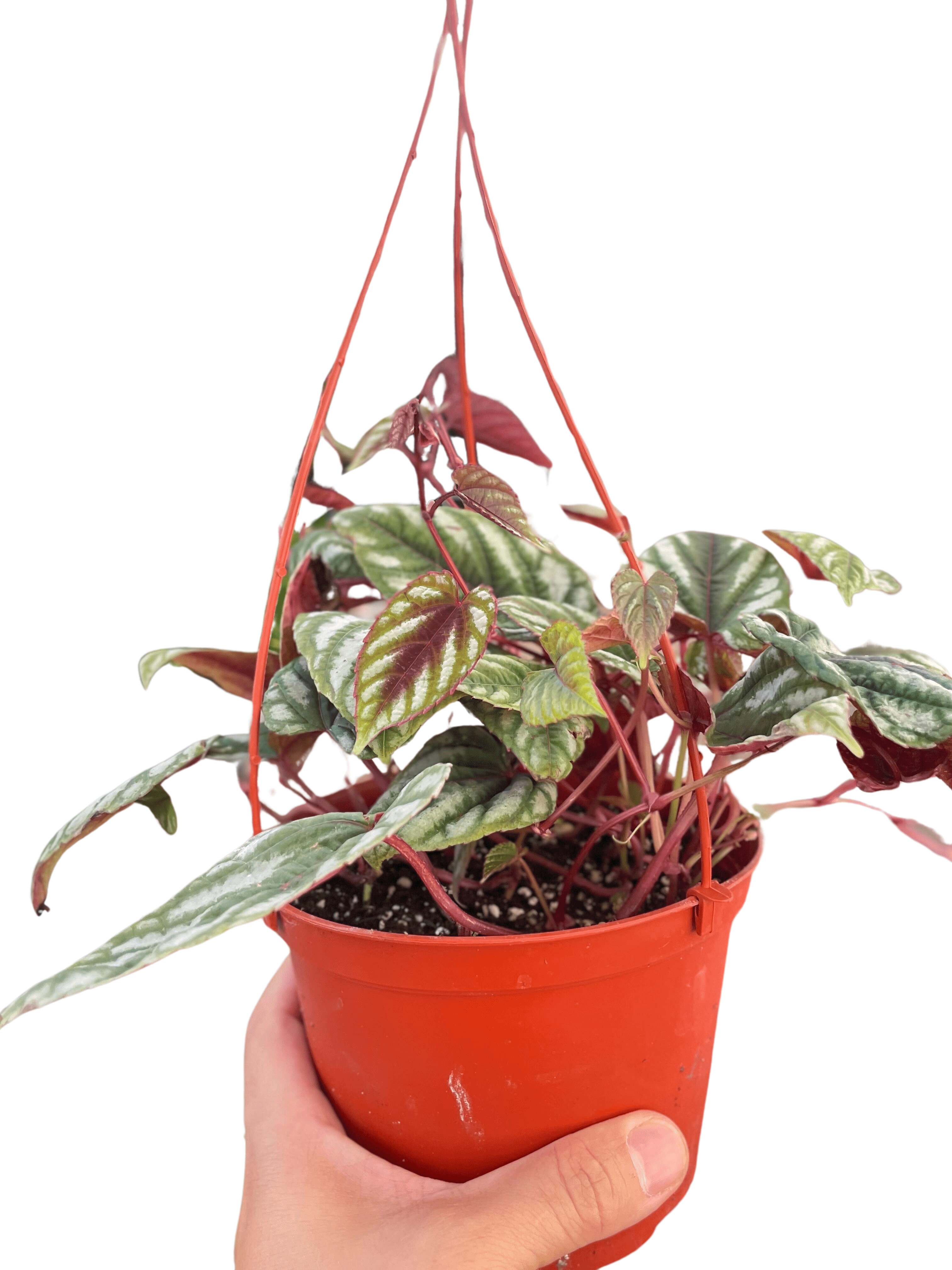 Begonia Rex Vine - 6" Pot