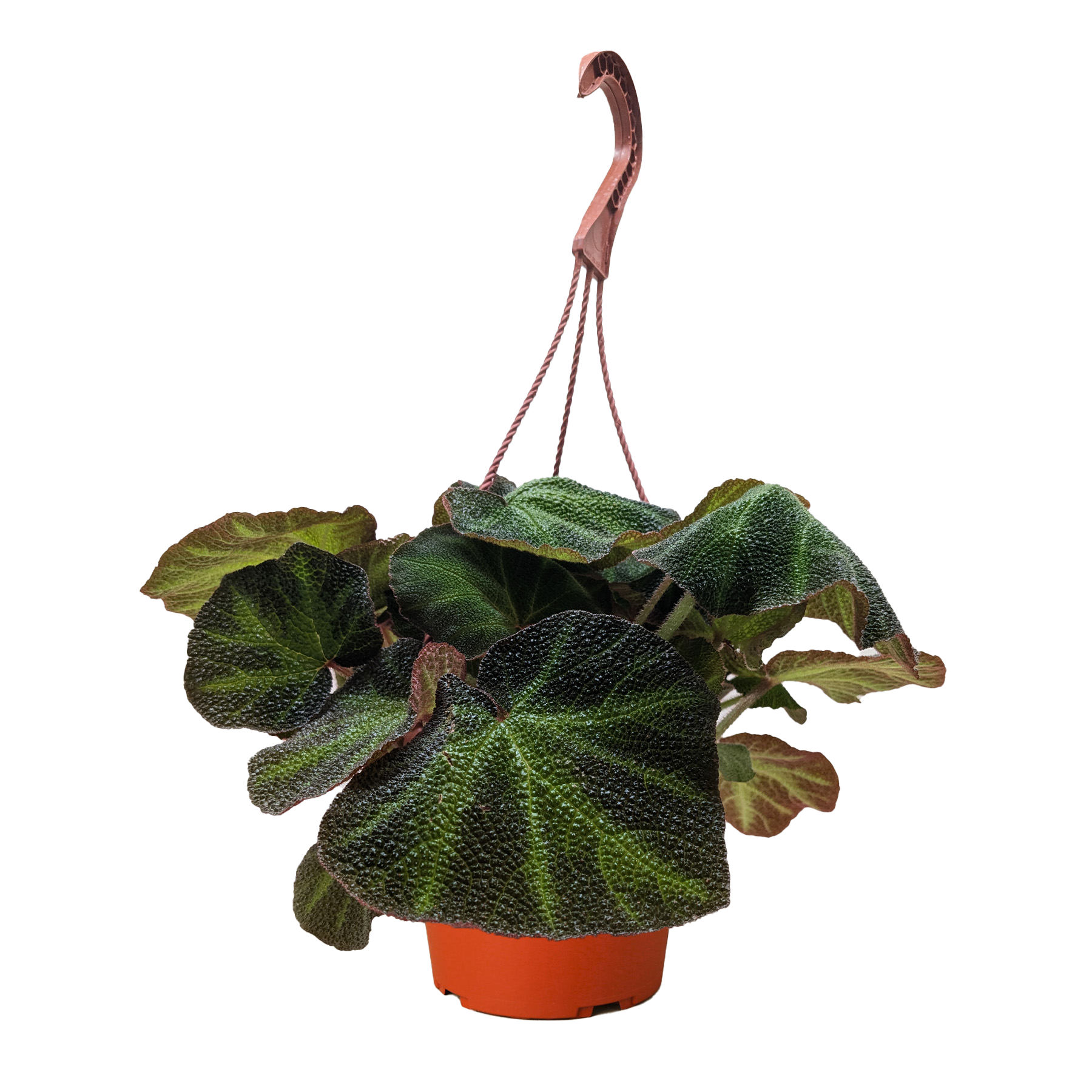 Begonia 'Soli Mutata' - House Plant Shop