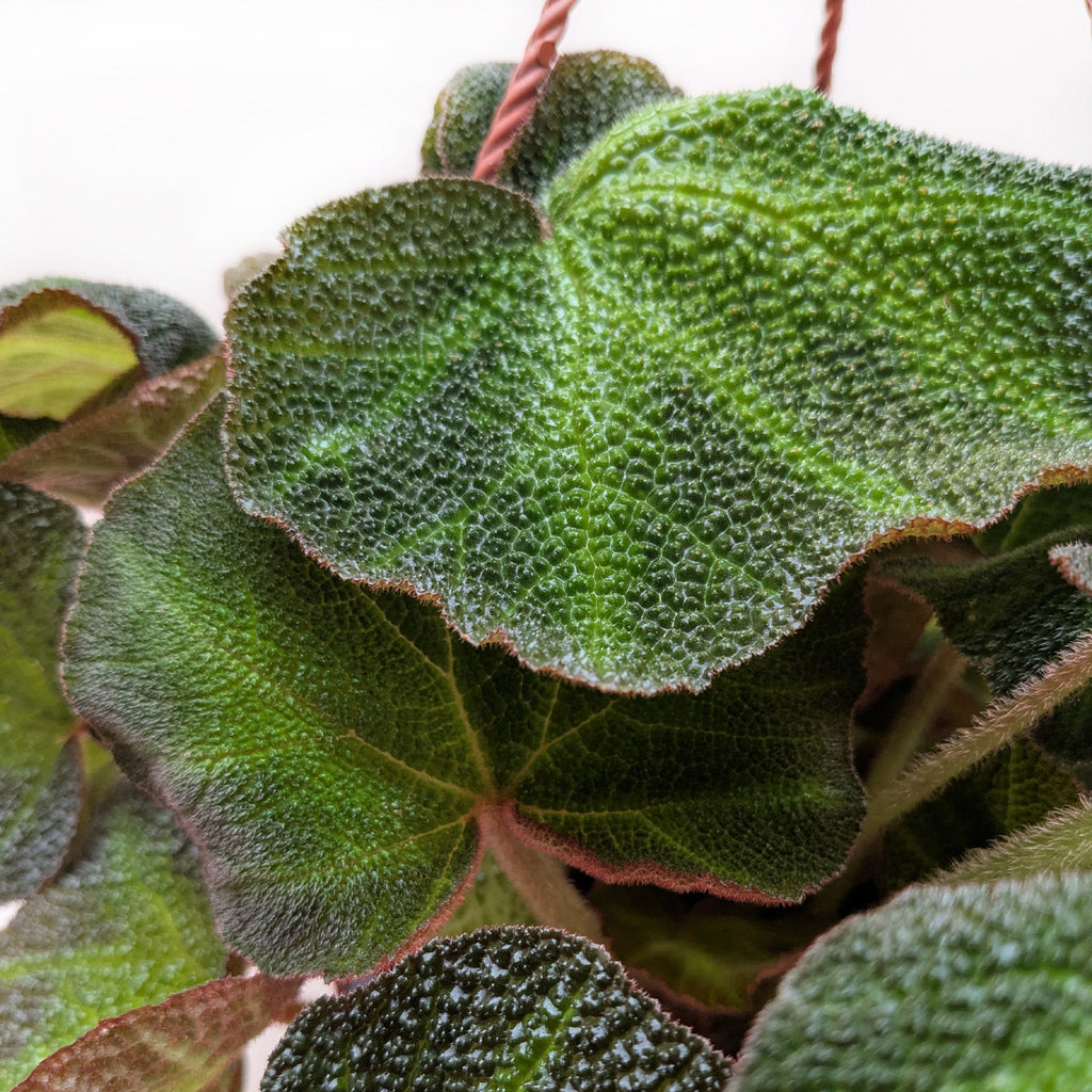 Begonia 'Soli Mutata' - House Plant Shop