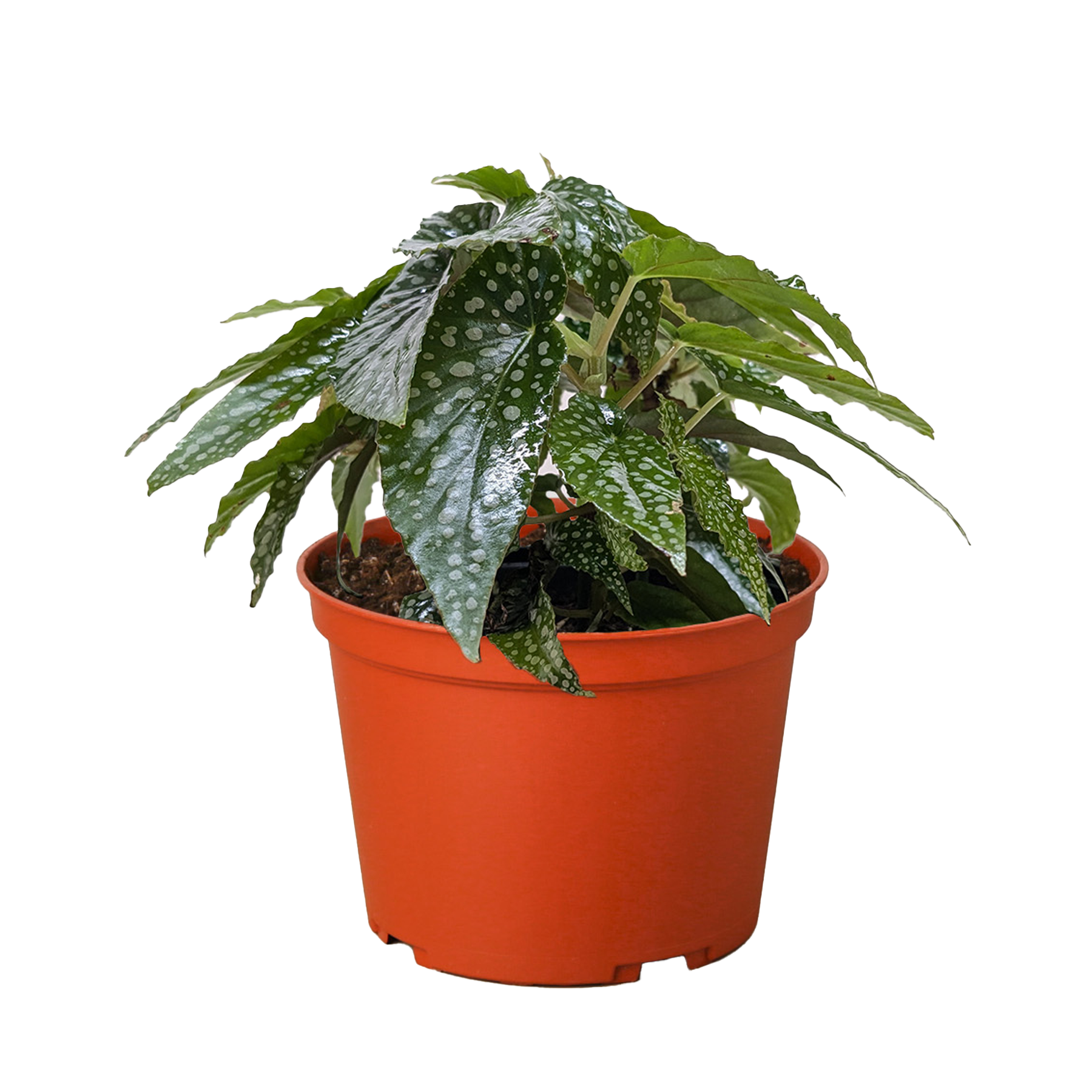 Begonia 'White Ice' - House Plant Shop