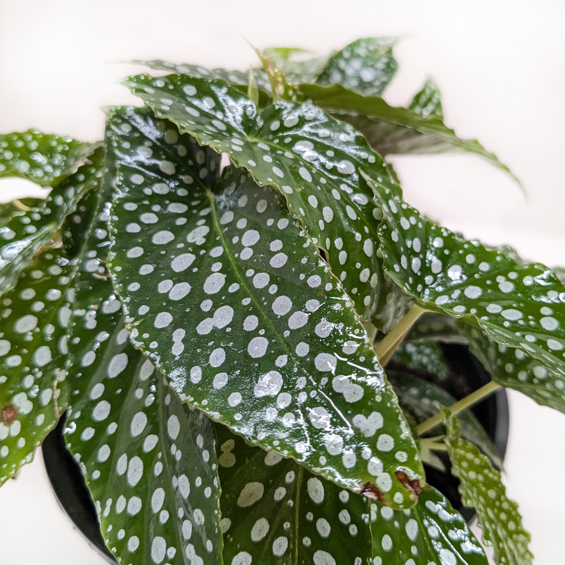 Begonia 'White Ice' - House Plant Shop