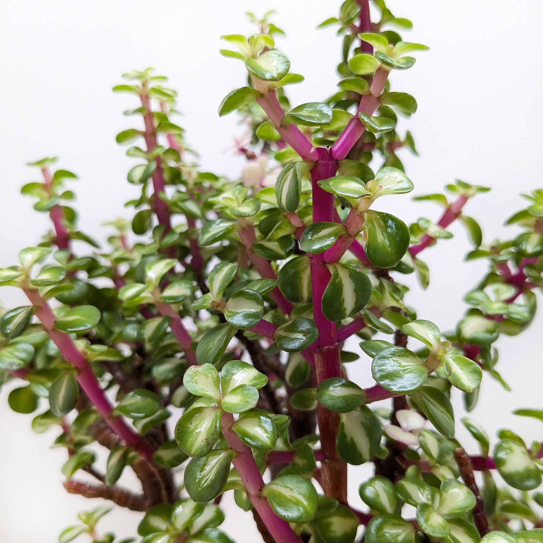 Bonsai Jade Dwarf Rainbow