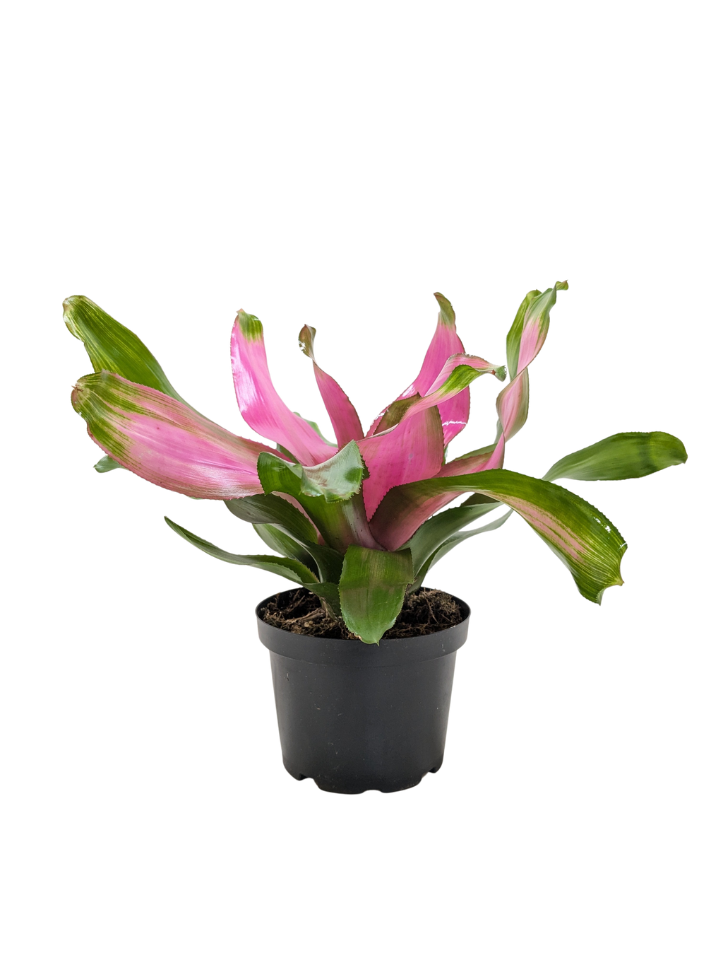 Bromeliad 'Donna' - House Plant Shop