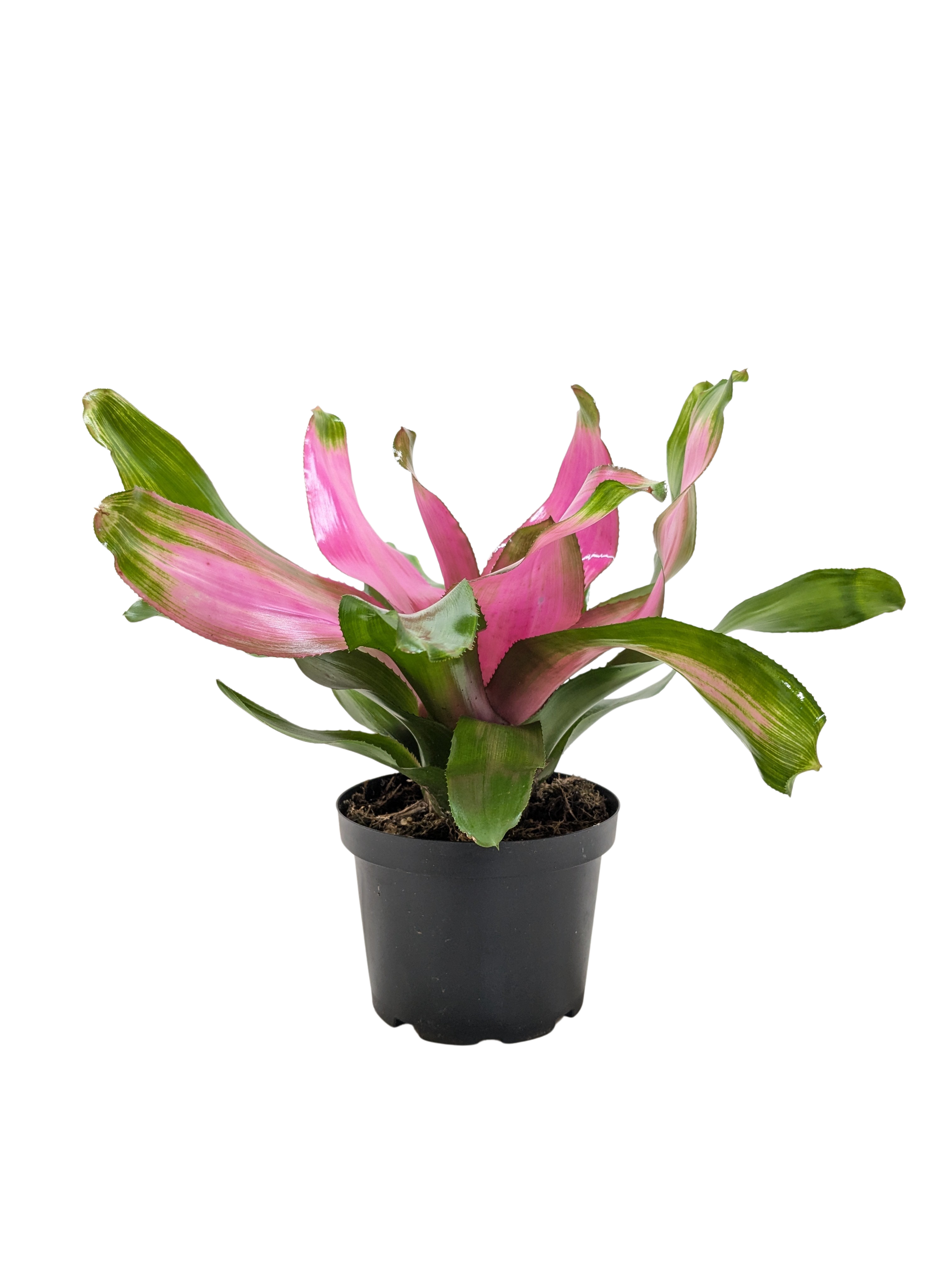 Bromeliad 'Donna' - House Plant Shop