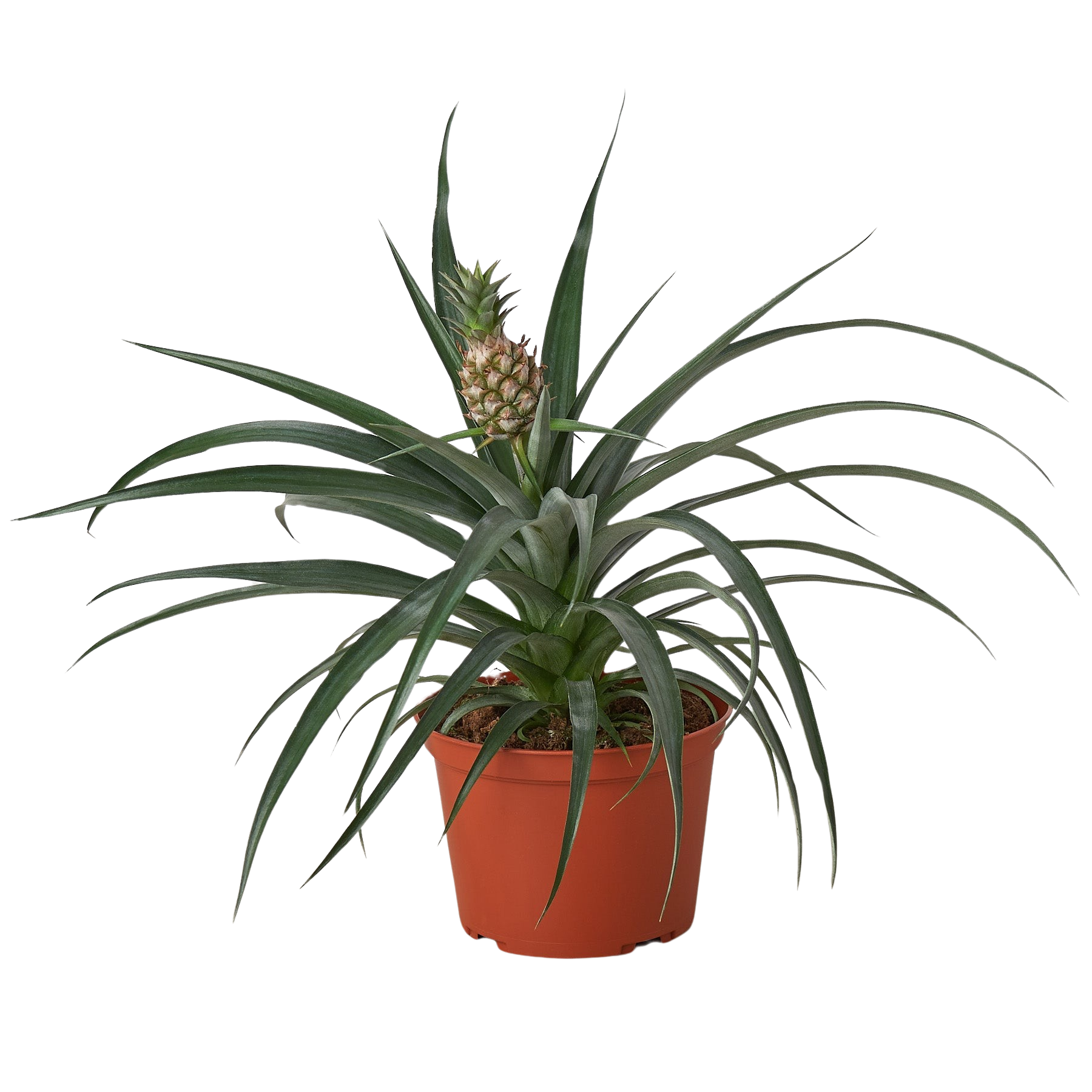 Bromeliad 'Yellow Pineapple' - 6" Pot