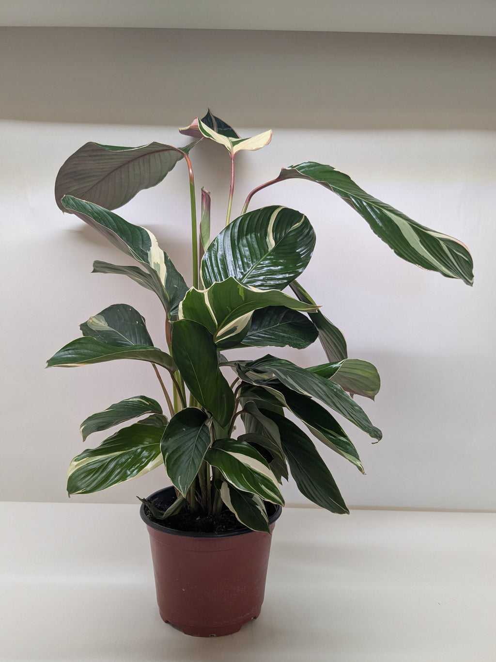 Calathea 'Princess Dalya' - House Plant Shop