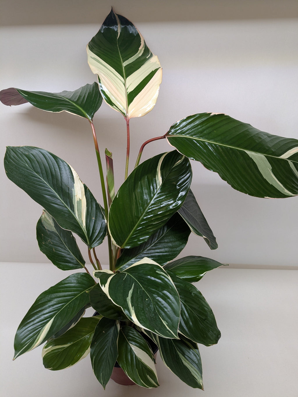 Calathea 'Princess Dalya' - House Plant Shop