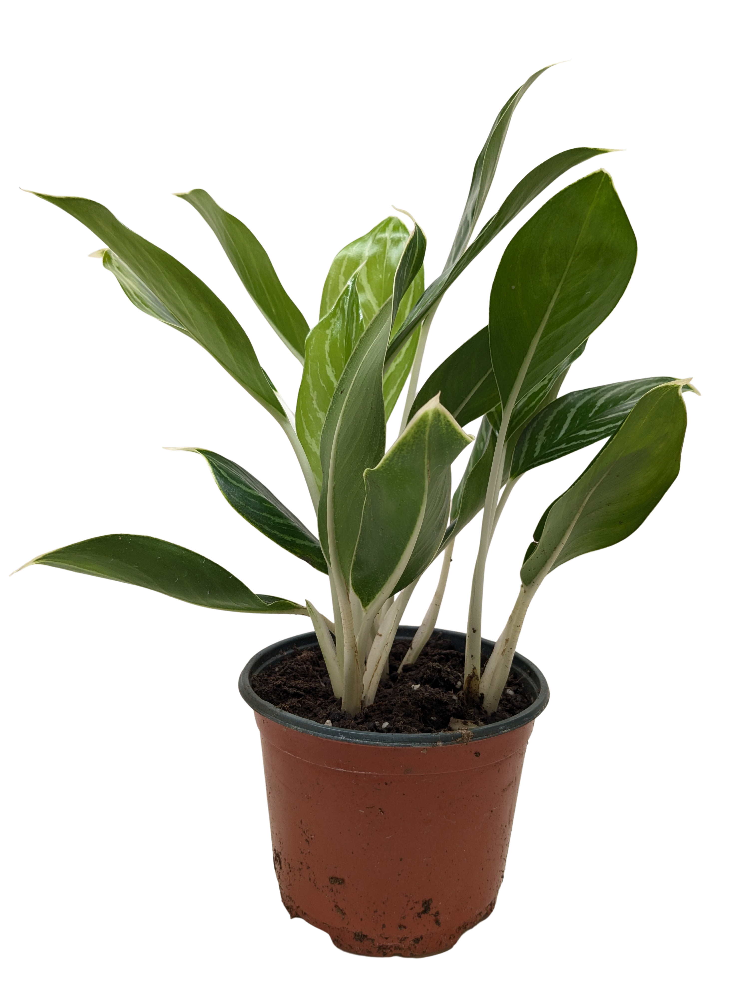 Chinese Evergreen 'Snow Cap' - House Plant Shop