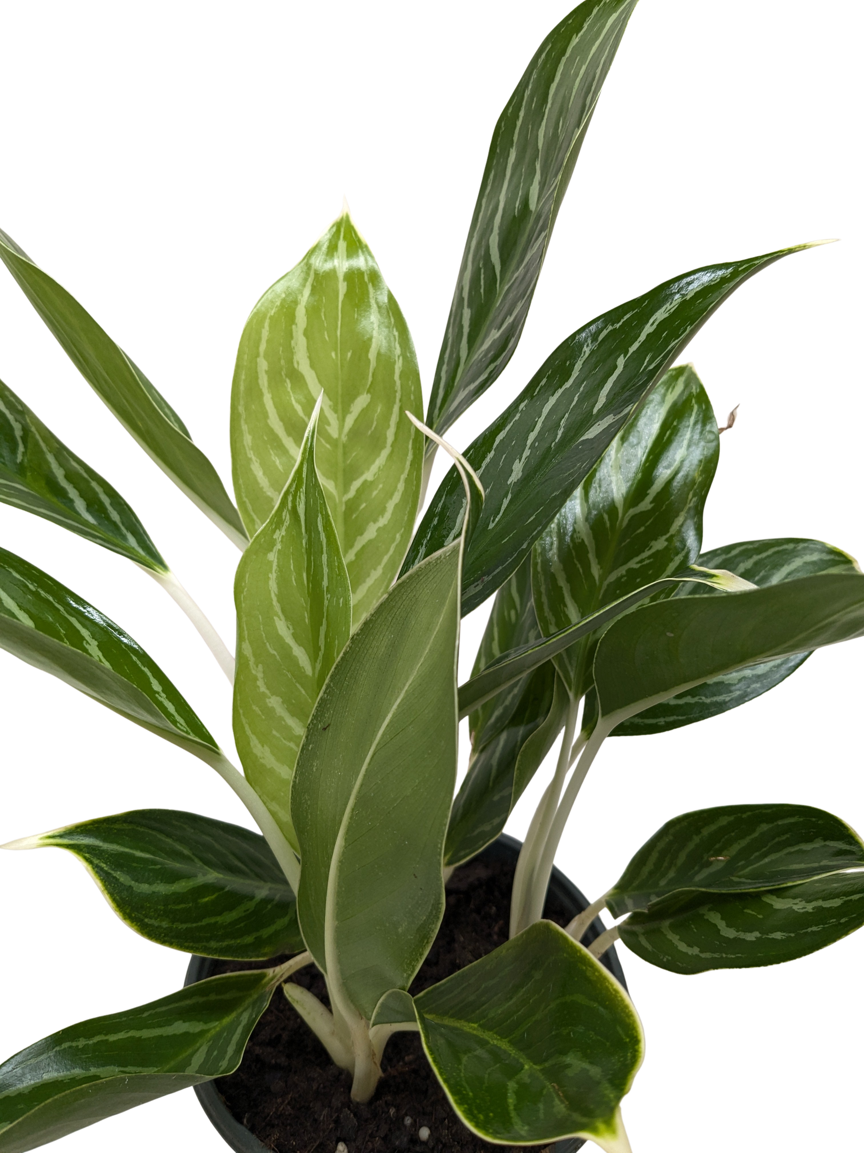 Chinese Evergreen 'Snow Cap' - House Plant Shop