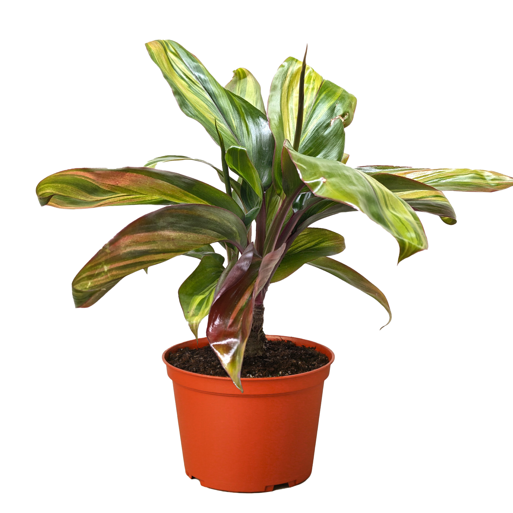 Cordyline Willies Gold - House Plant Shop