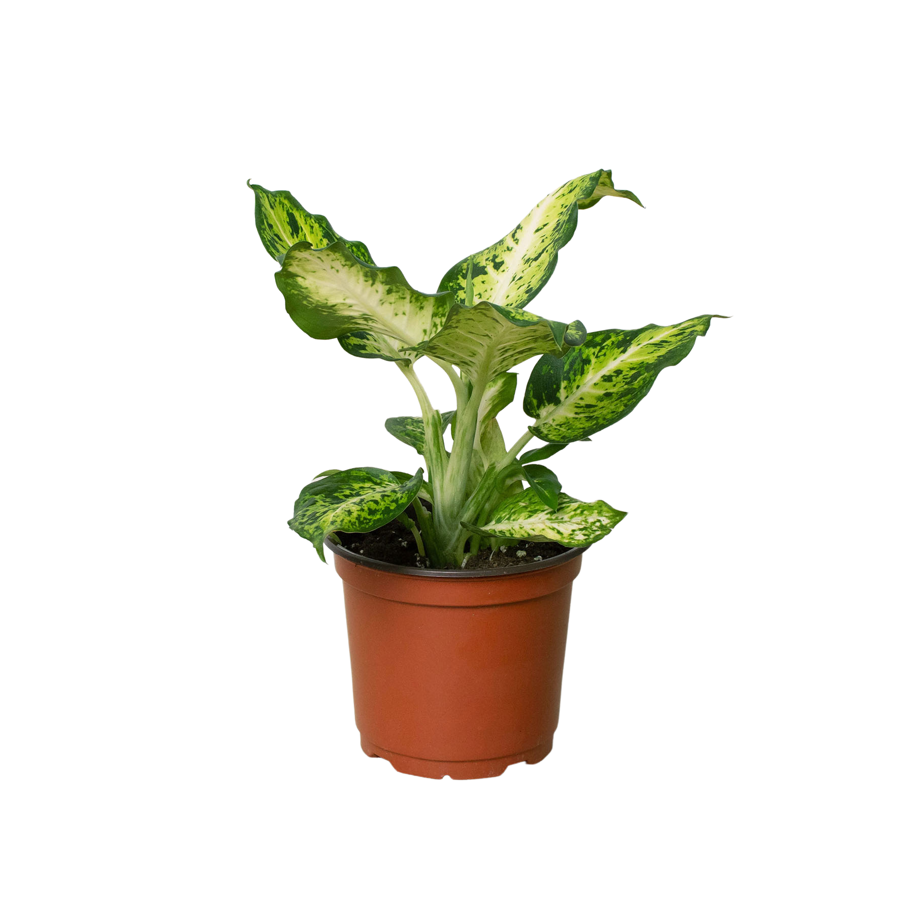 Dieffenbachia 'Amy' - House Plant Shop