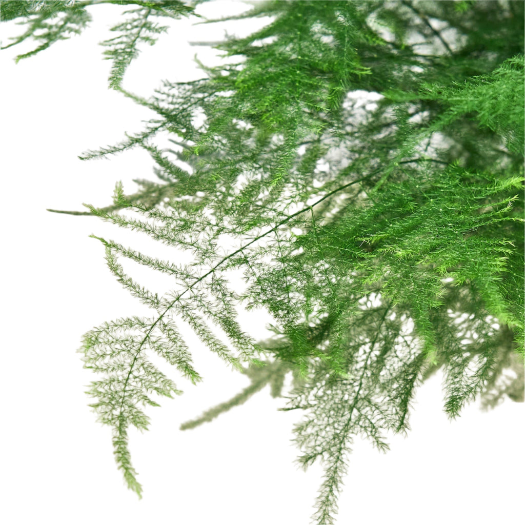 Fern Asparagus 'Plumosa'