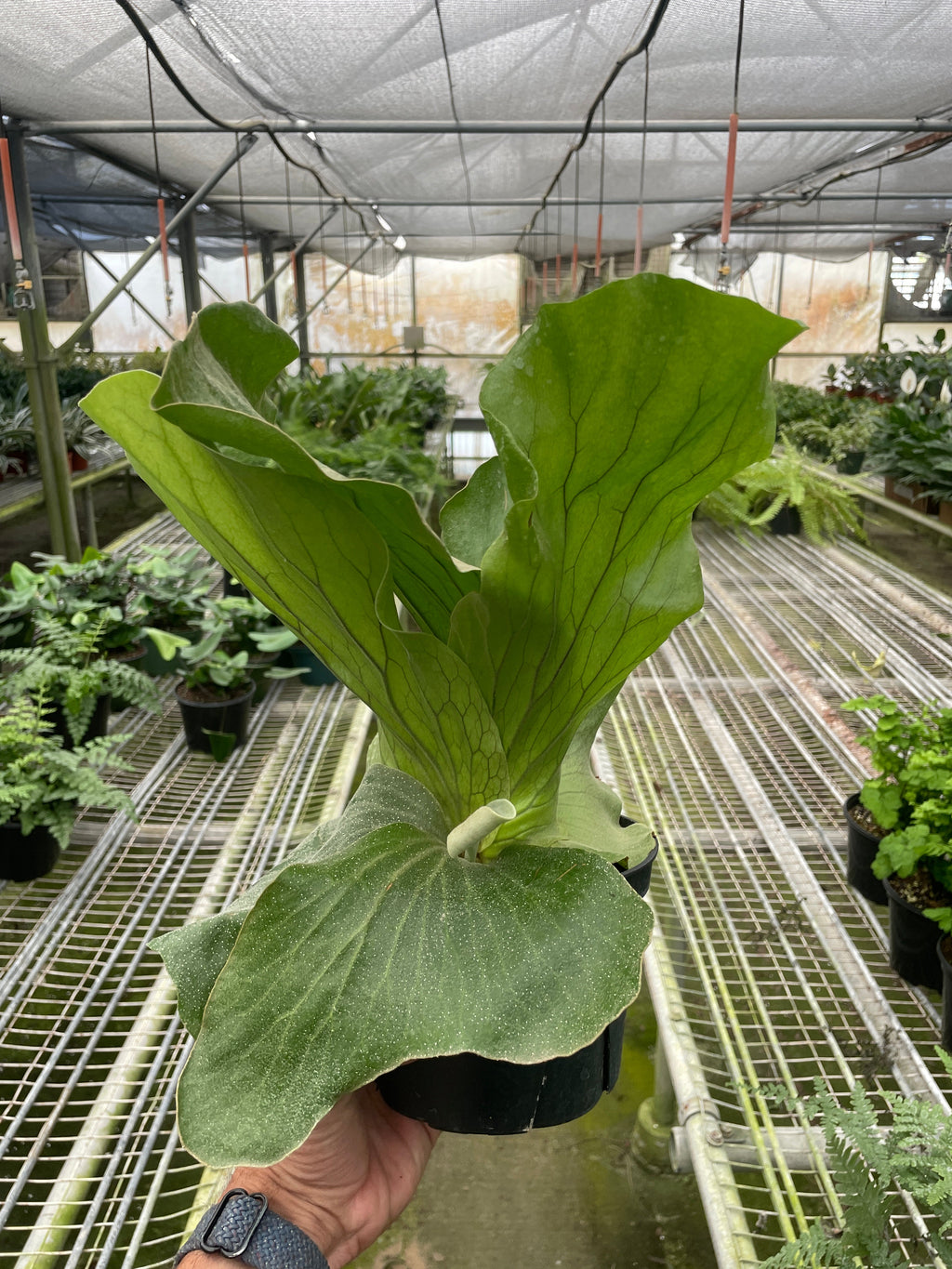Fern 'Elephant' - House Plant Shop