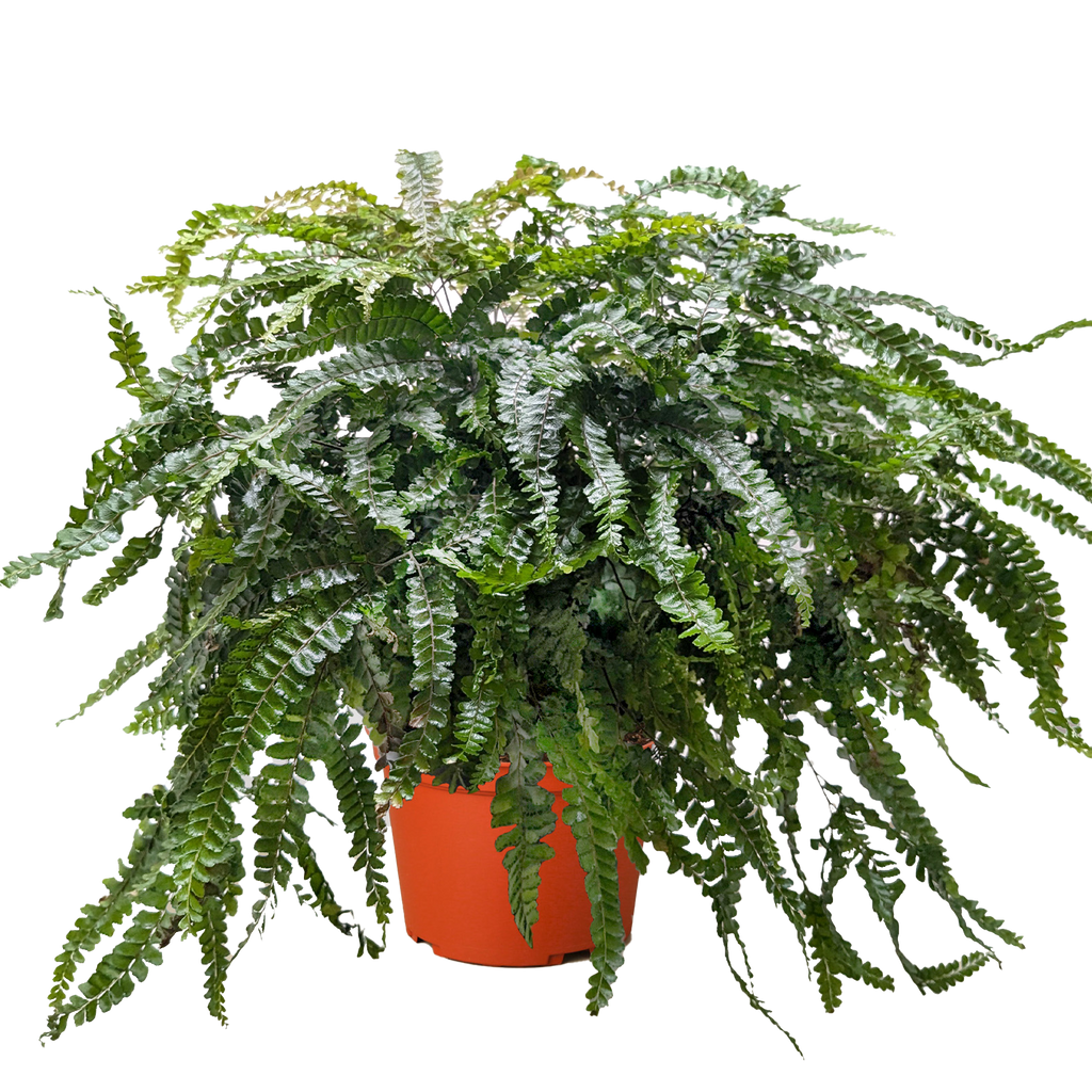 Fern Rosy Maidenhair