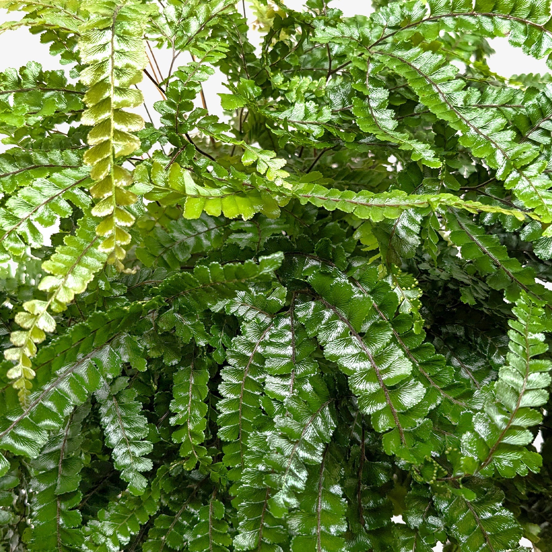 Fern Rosy Maidenhair