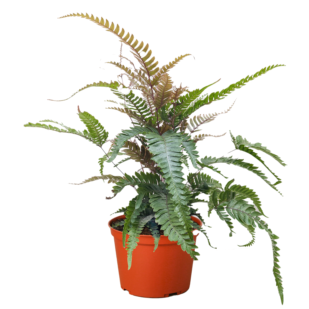 Fern 'Tricolor Pteris'