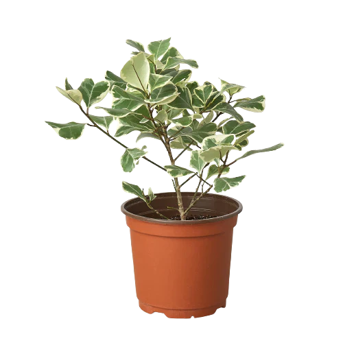 Ficus Elastica 'Triangularis' Variegated - House Plant Shop