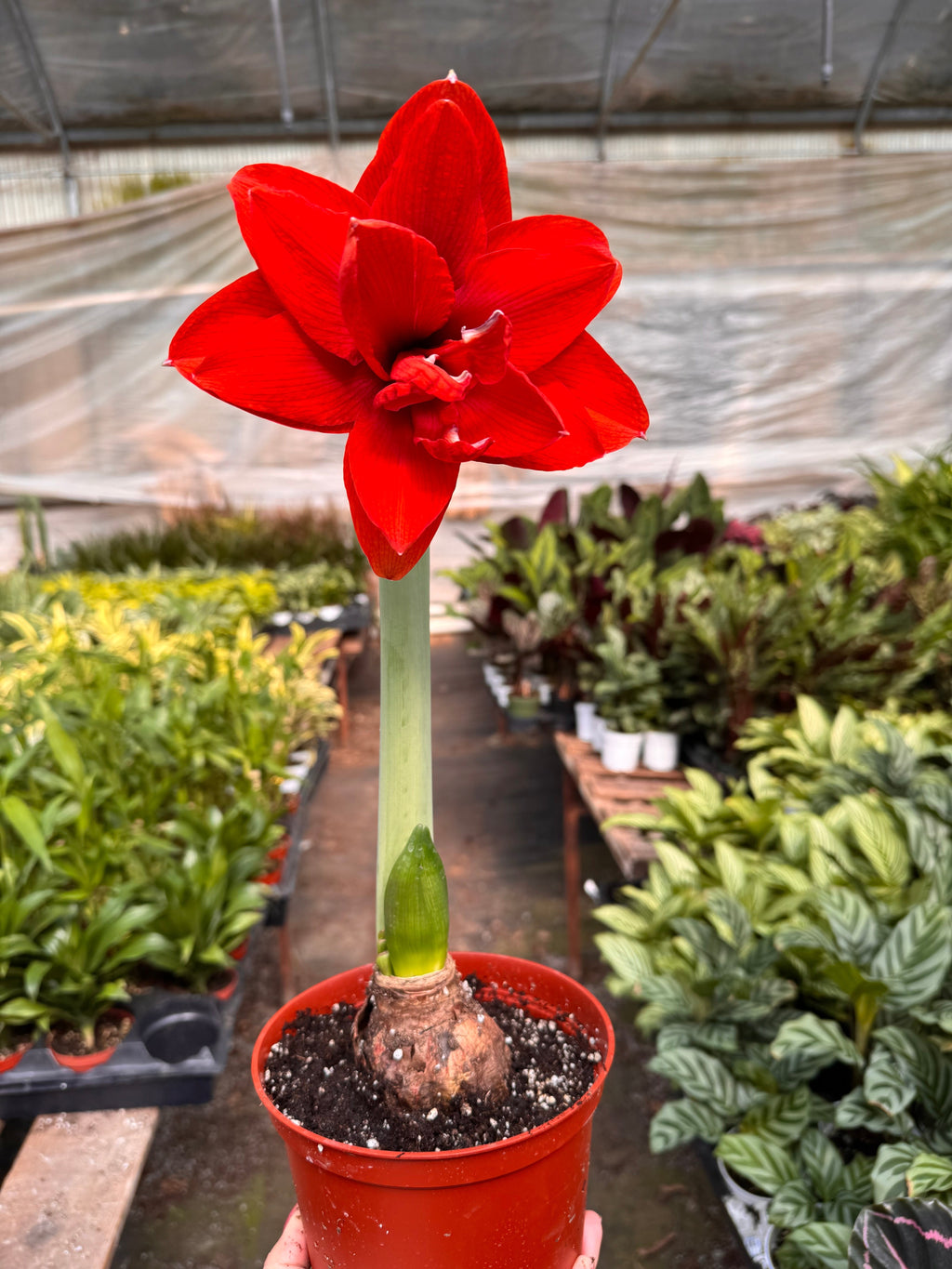 Hippeastrum Amaryllis Red - House Plant Shop