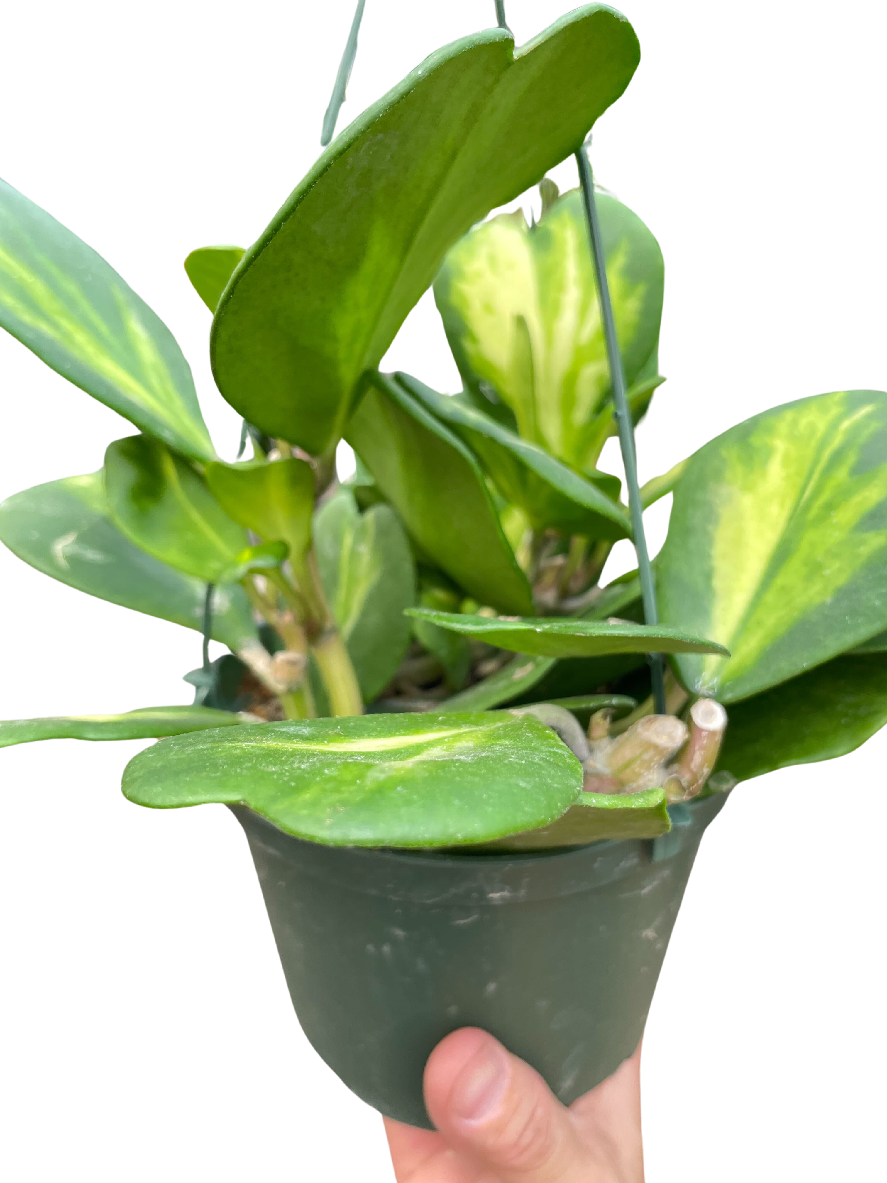 Hoya Heart 'Reverse Variegata'