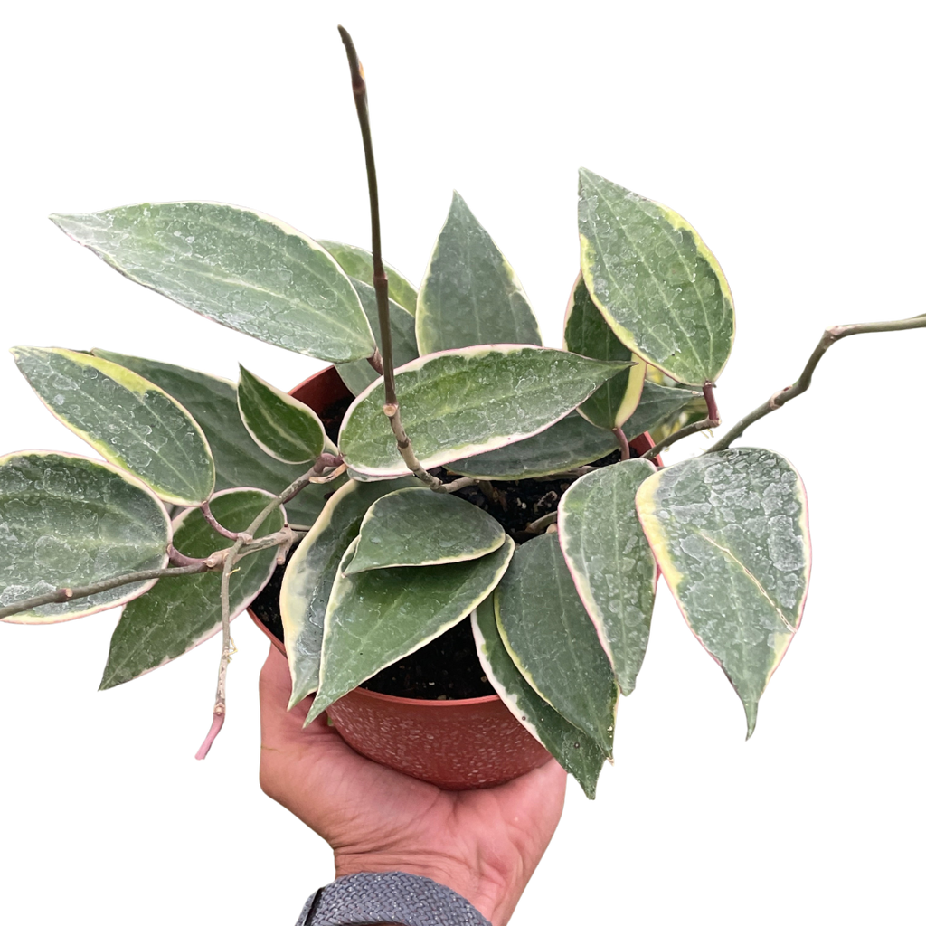 Hoya Macrophylla Variegated