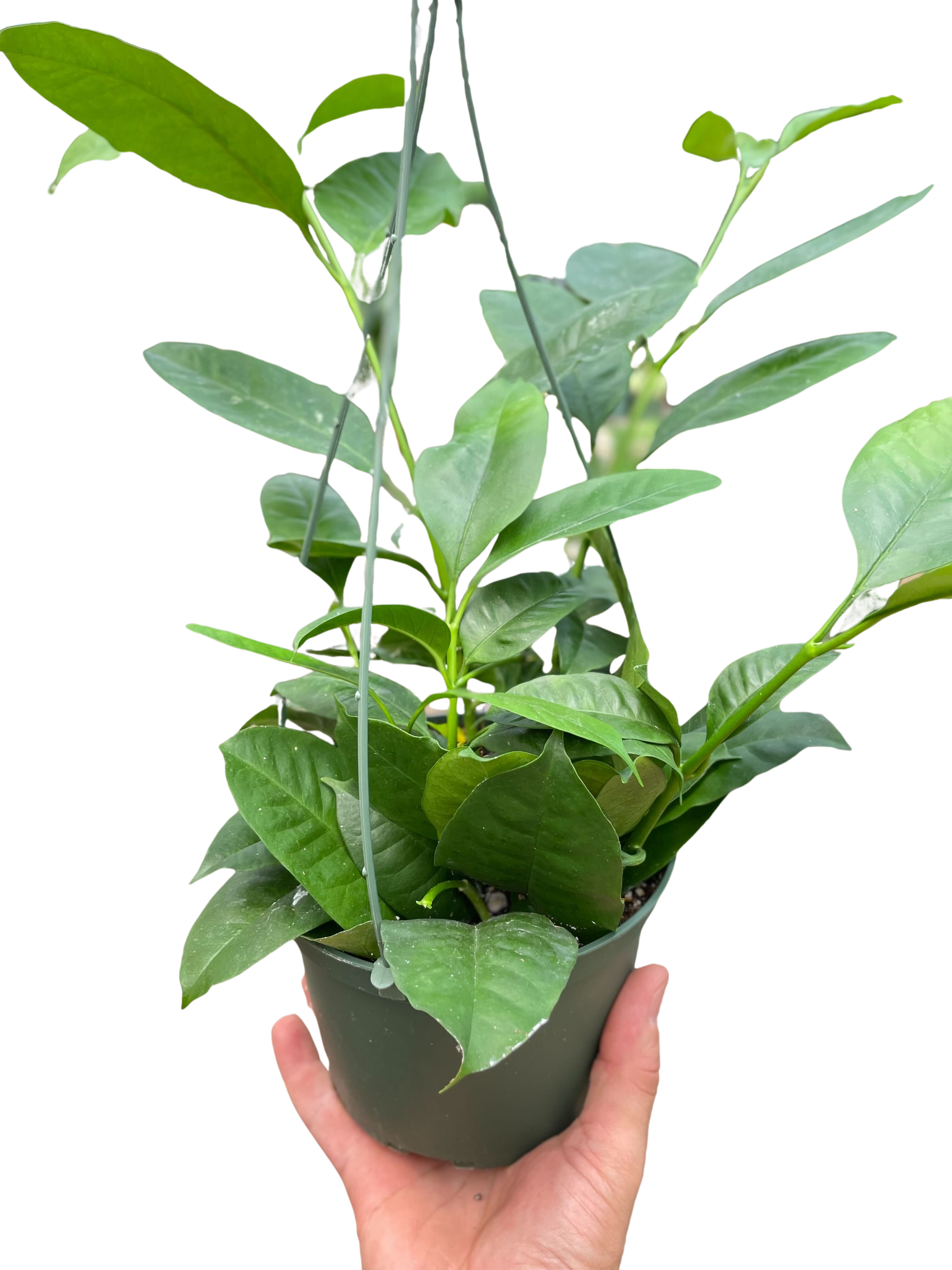 Hoya 'Shooting Star'