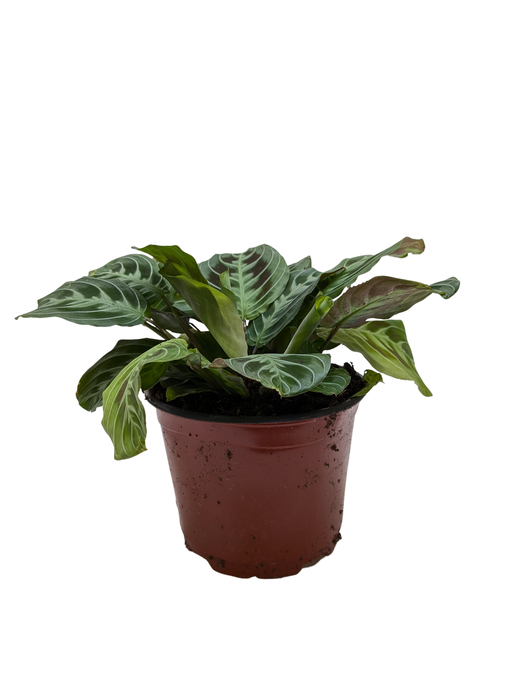 Maranta Black