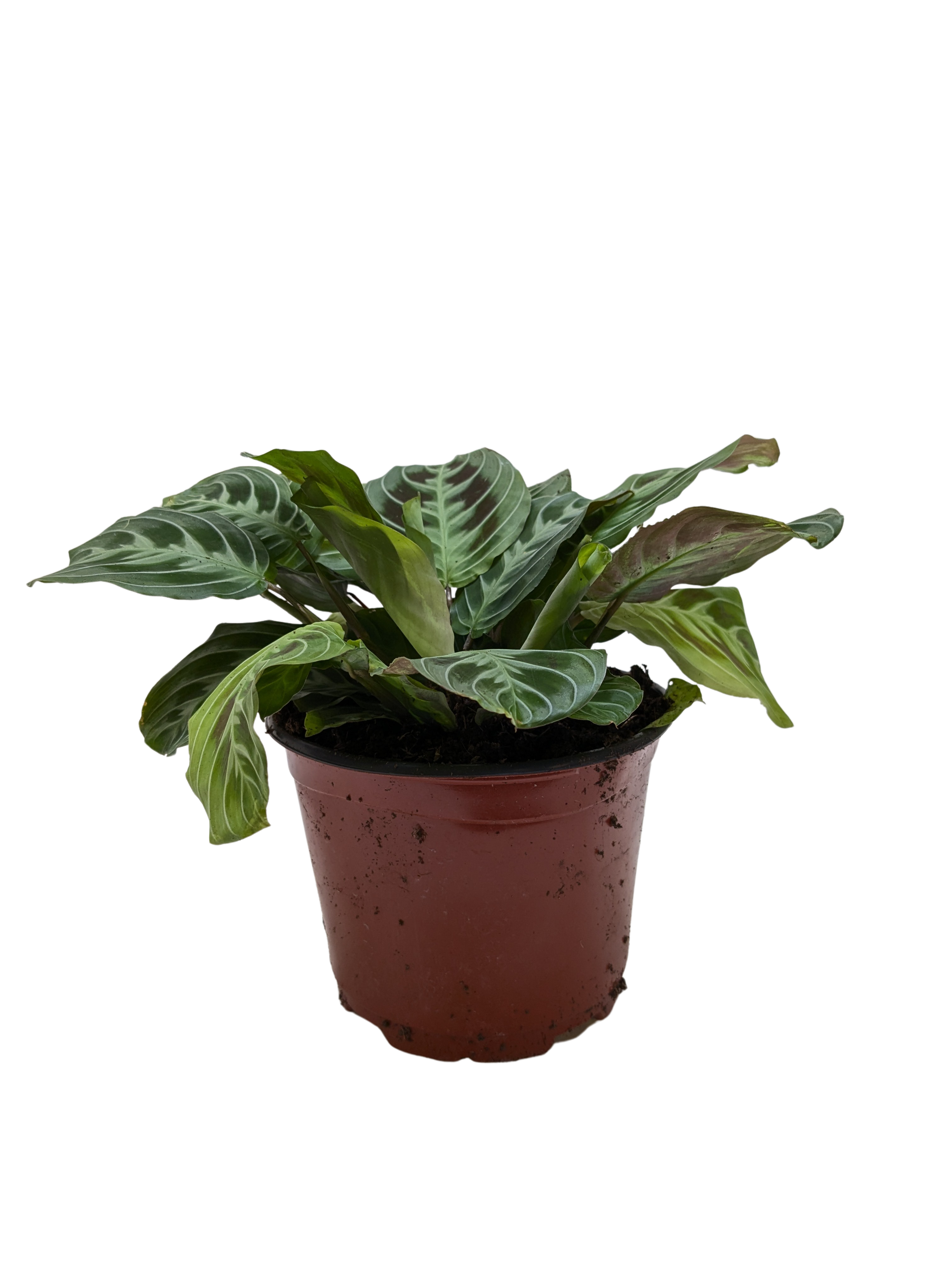 Maranta Black