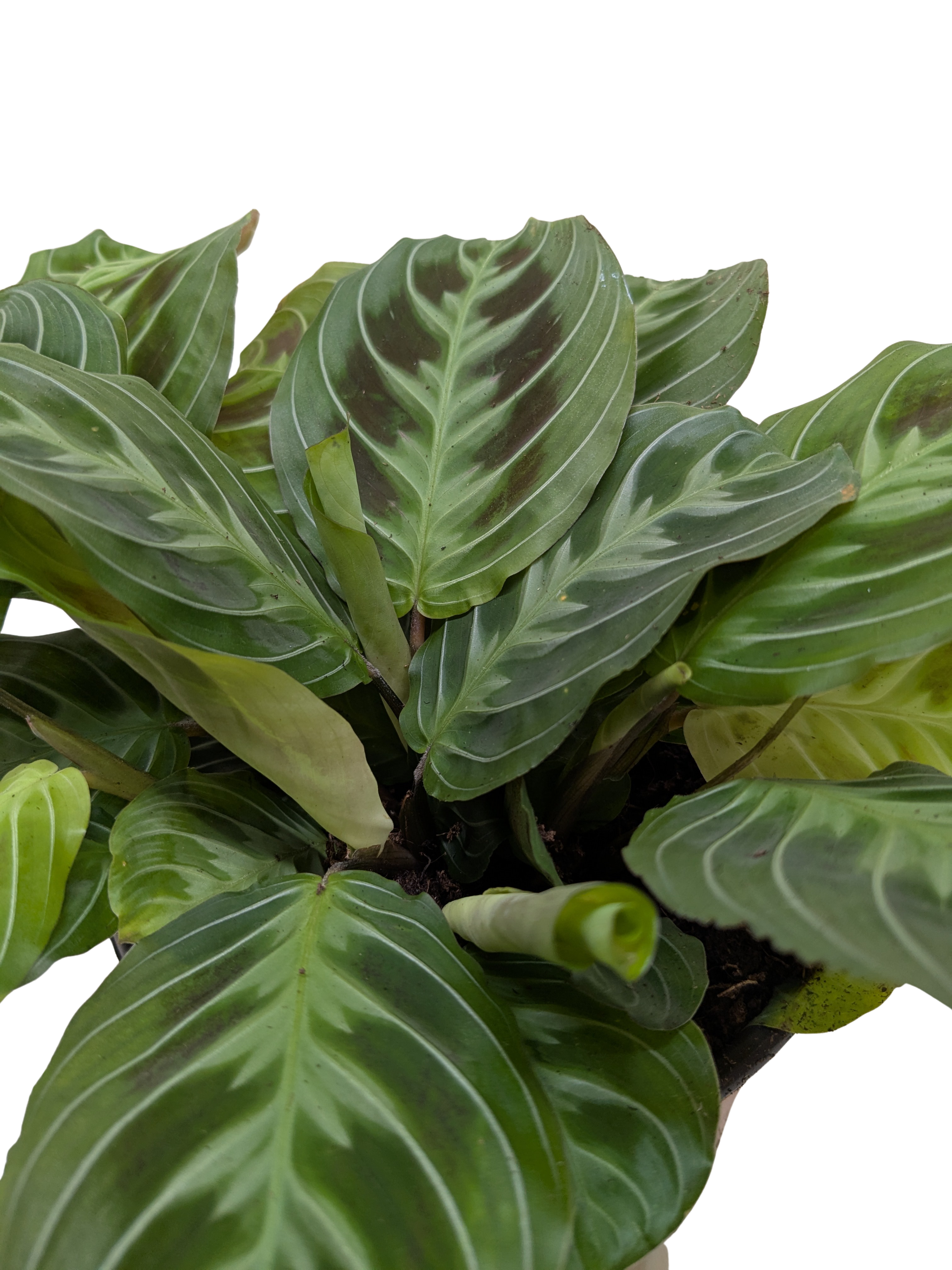 prayer plant moving leaves Maranta Black | Black Prayer Plant with Moving Leaves