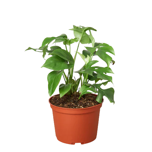 Philodendron Mini Monstera Minima - House Plant Shop