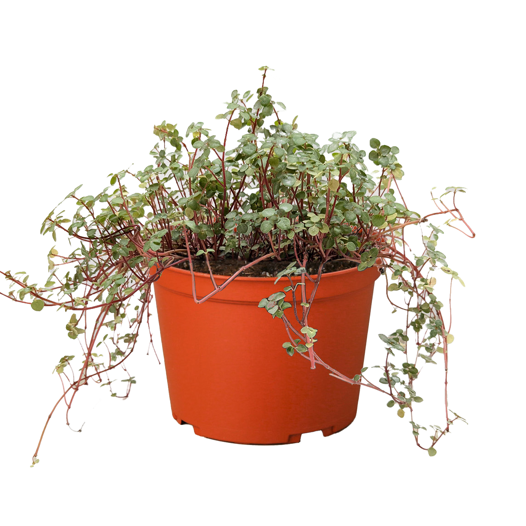 Nettle 'Silver Sparkle'