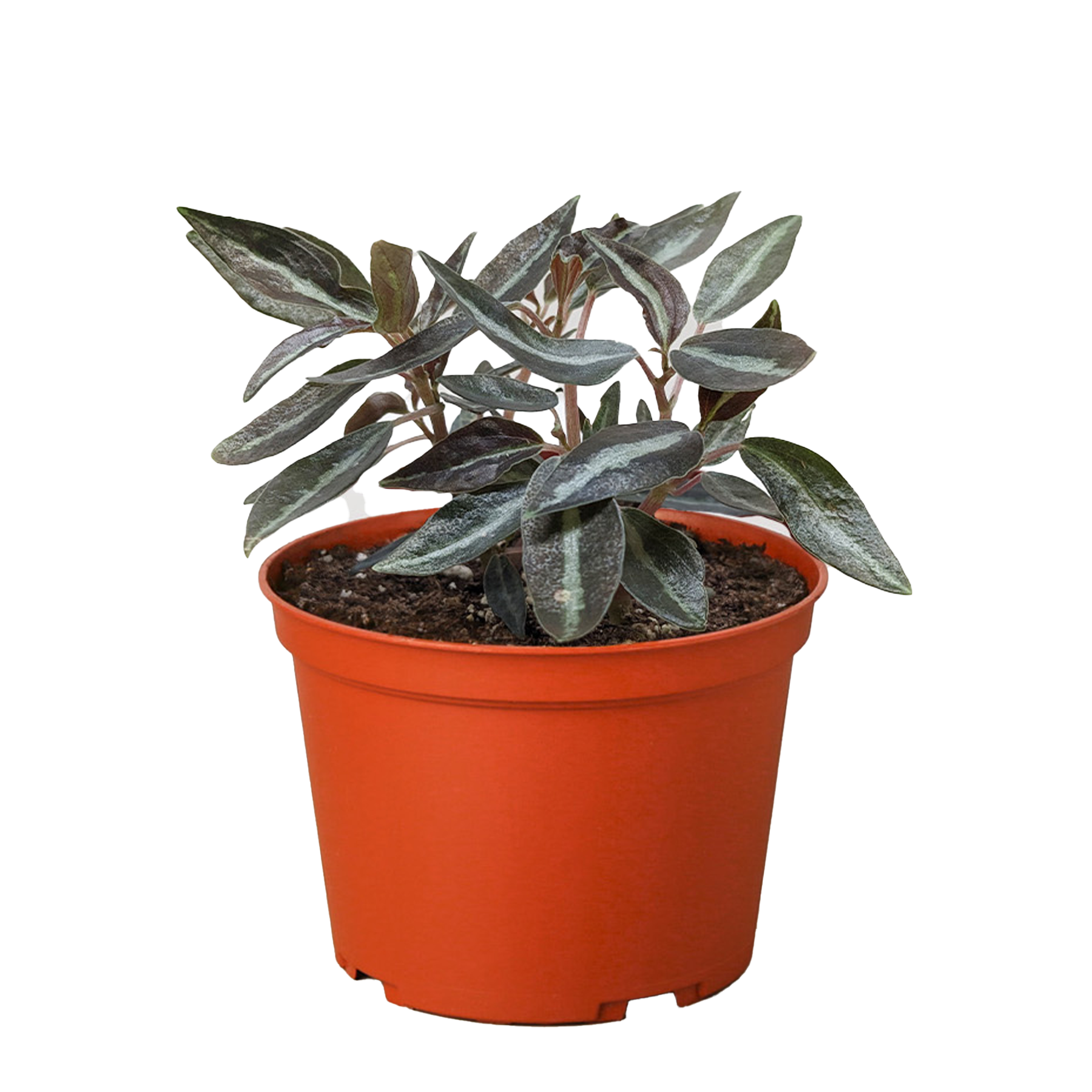 Peperomia 'Metallica'