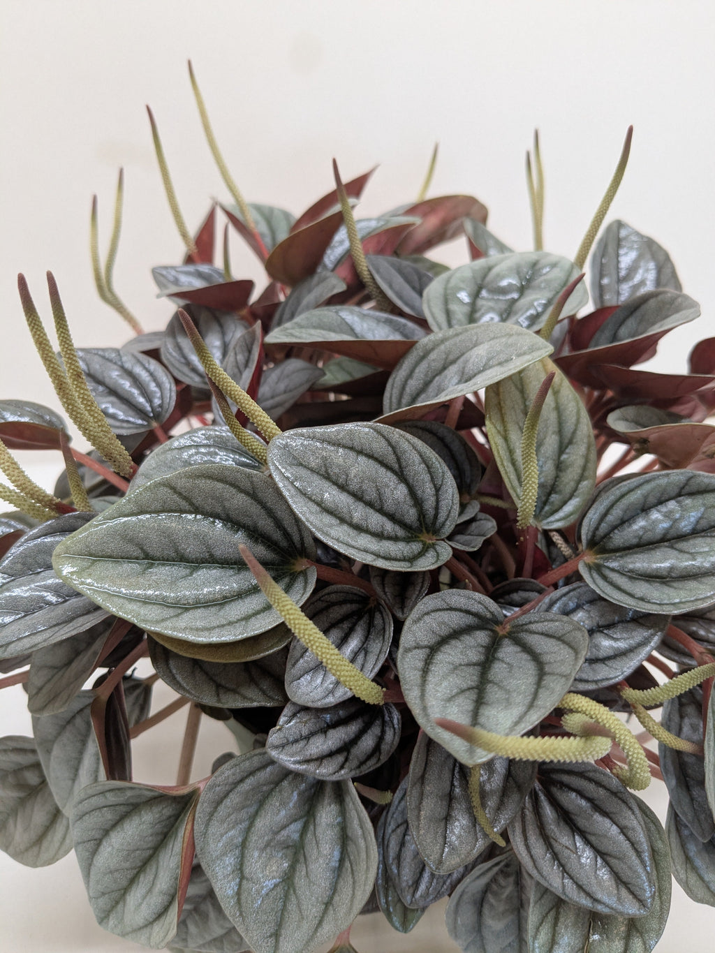 Peperomia 'San Marino' - House Plant Shop