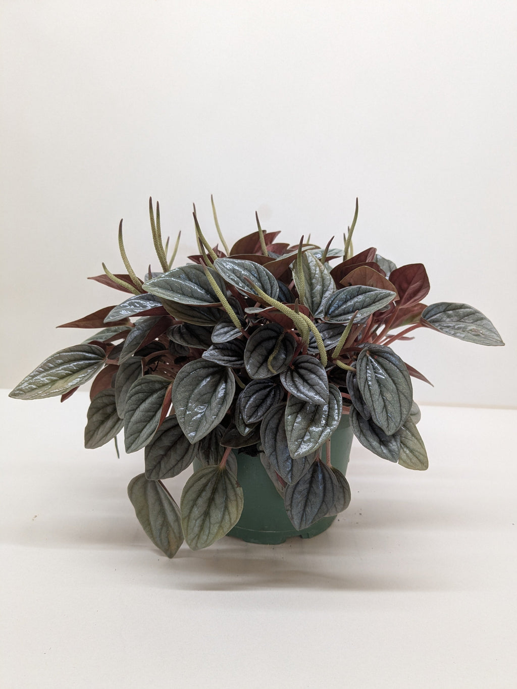 Peperomia 'San Marino' - House Plant Shop