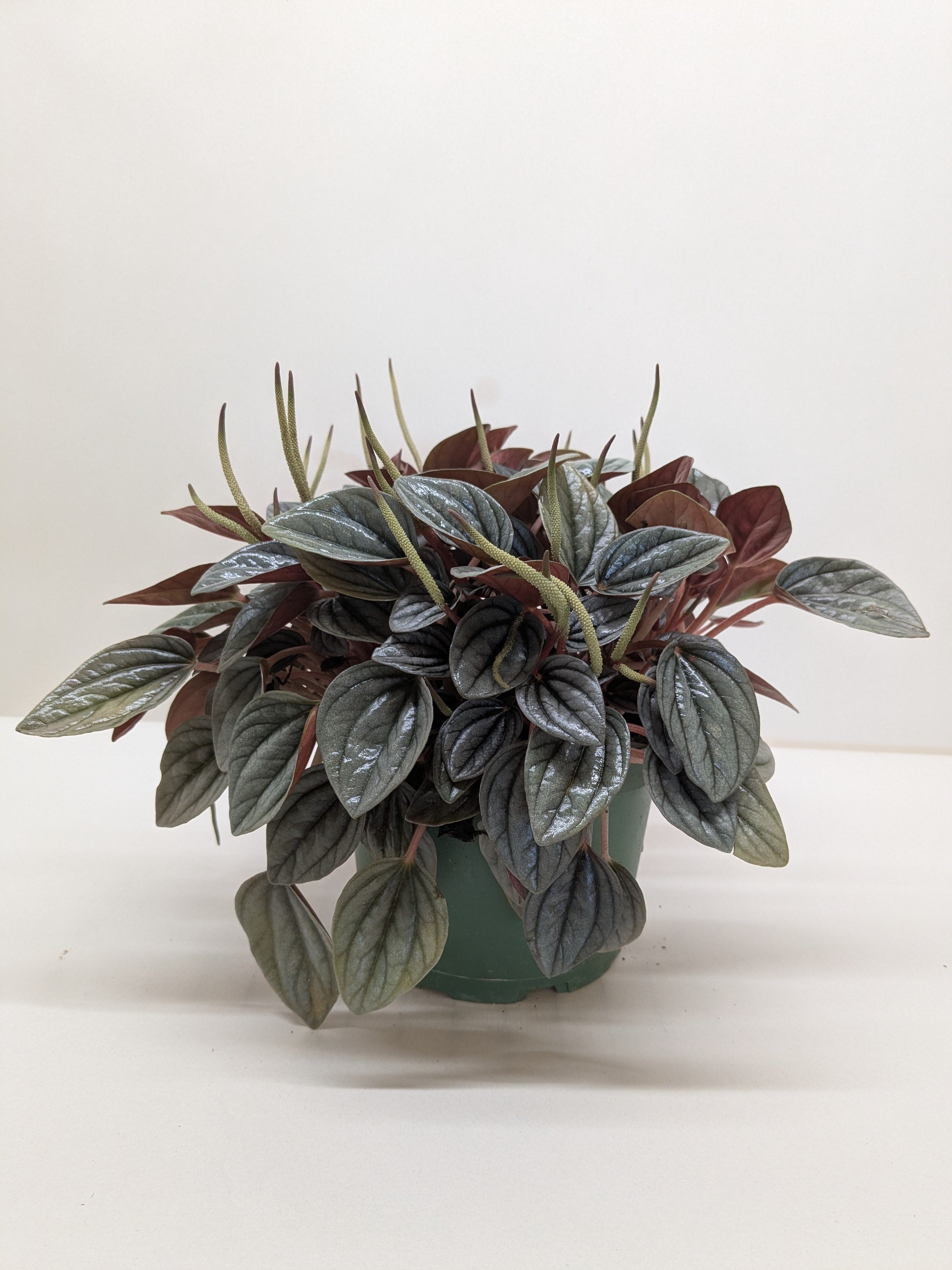 Peperomia 'San Marino' - House Plant Shop